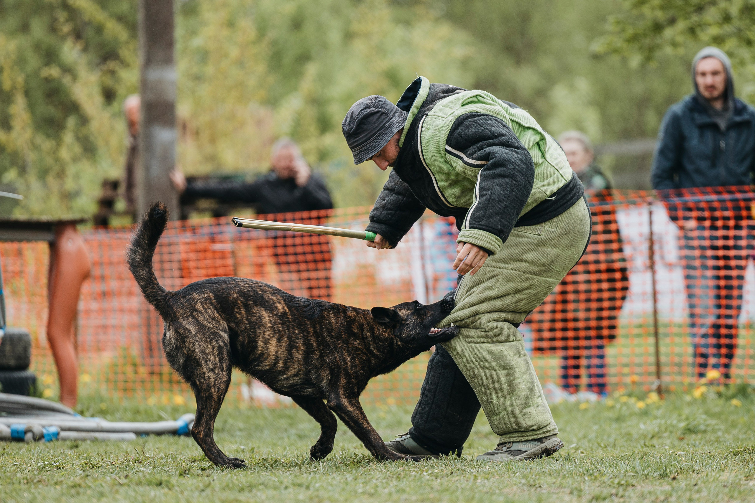 26.05.25 г. Пушкин квалификационные соревнования. Фотограф-анималист Анна Маринич