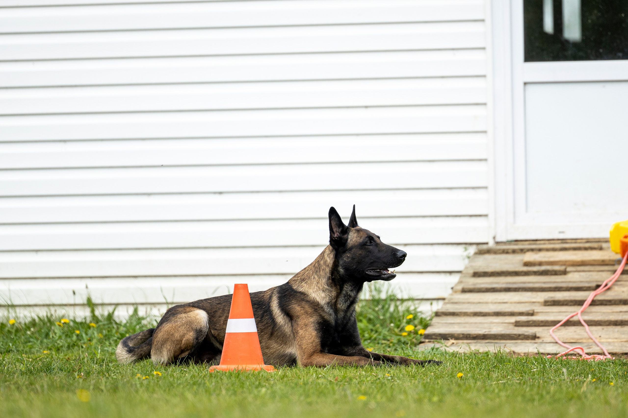 Испытания по мондьорингу в Нижнем Новгороде. Фотограф-анималист Анна Маринич