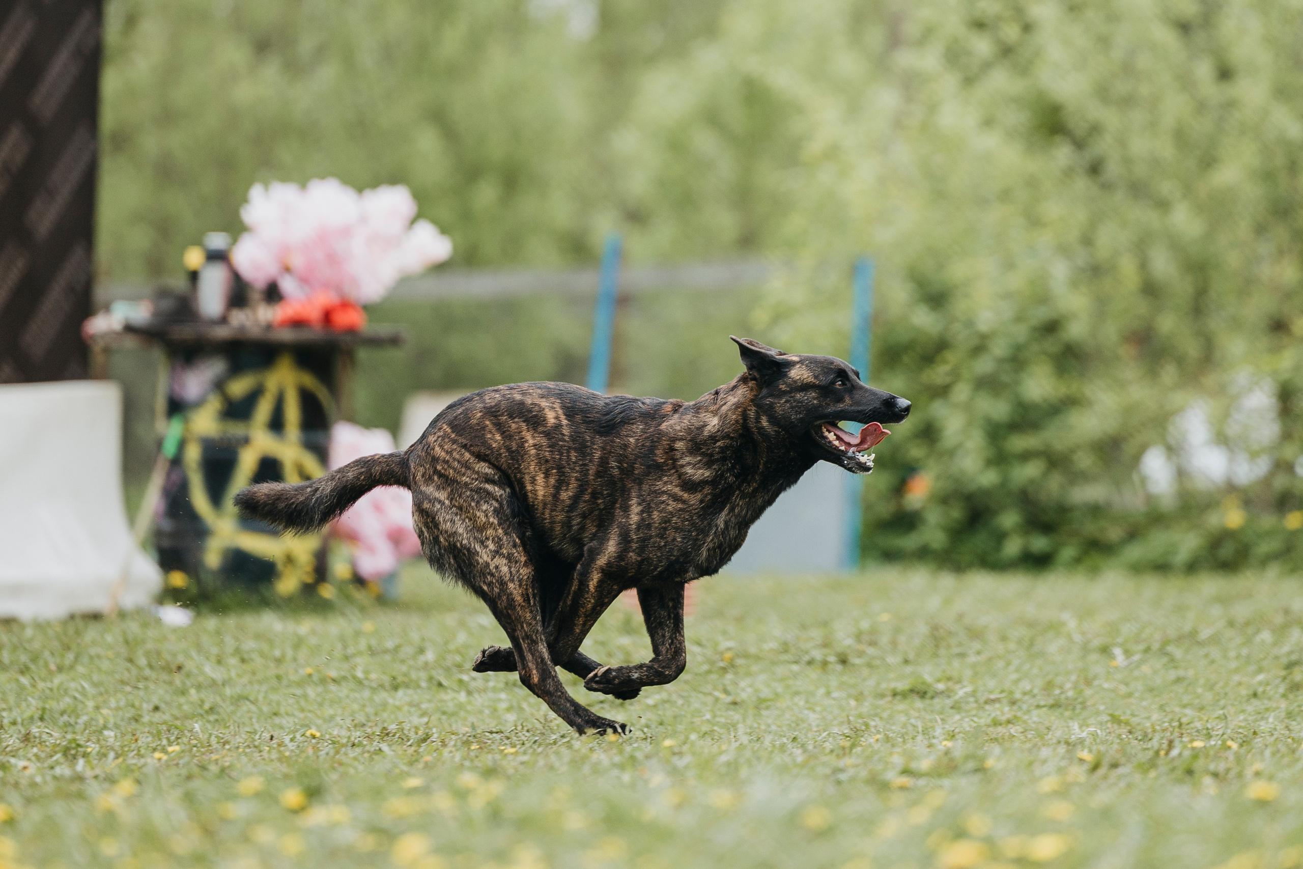 26.05.25 г. Пушкин квалификационные соревнования. Фотограф-анималист Анна Маринич