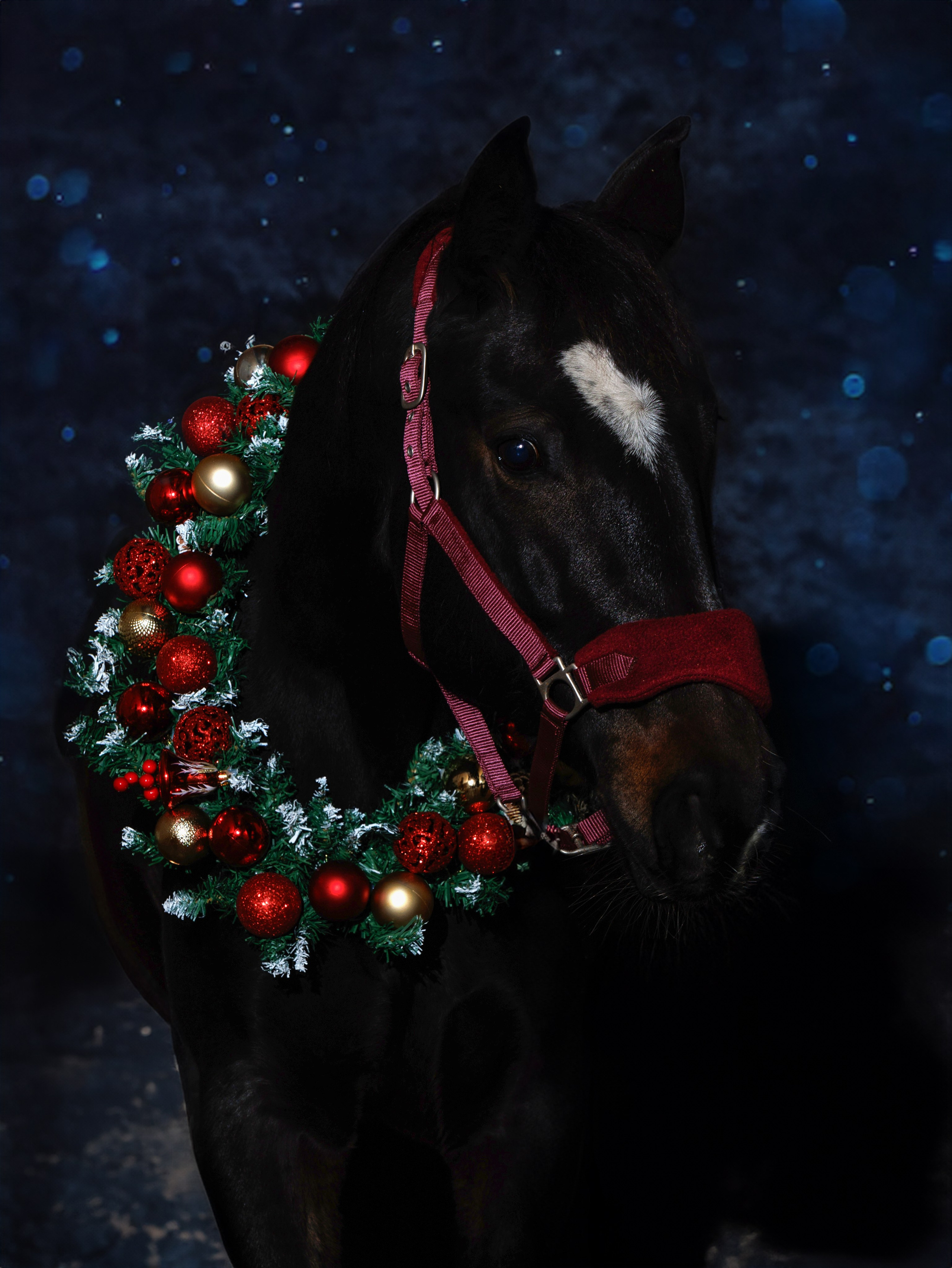 КСК Мечта. Конный фотограф в Красноярске — Любовь Похабова