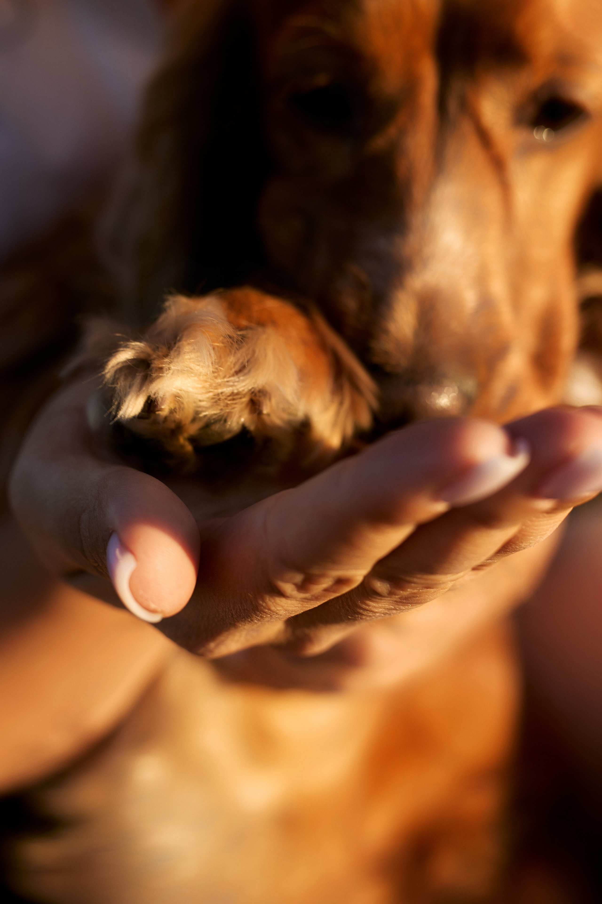 Даша. Свадебный и семейный фотограф