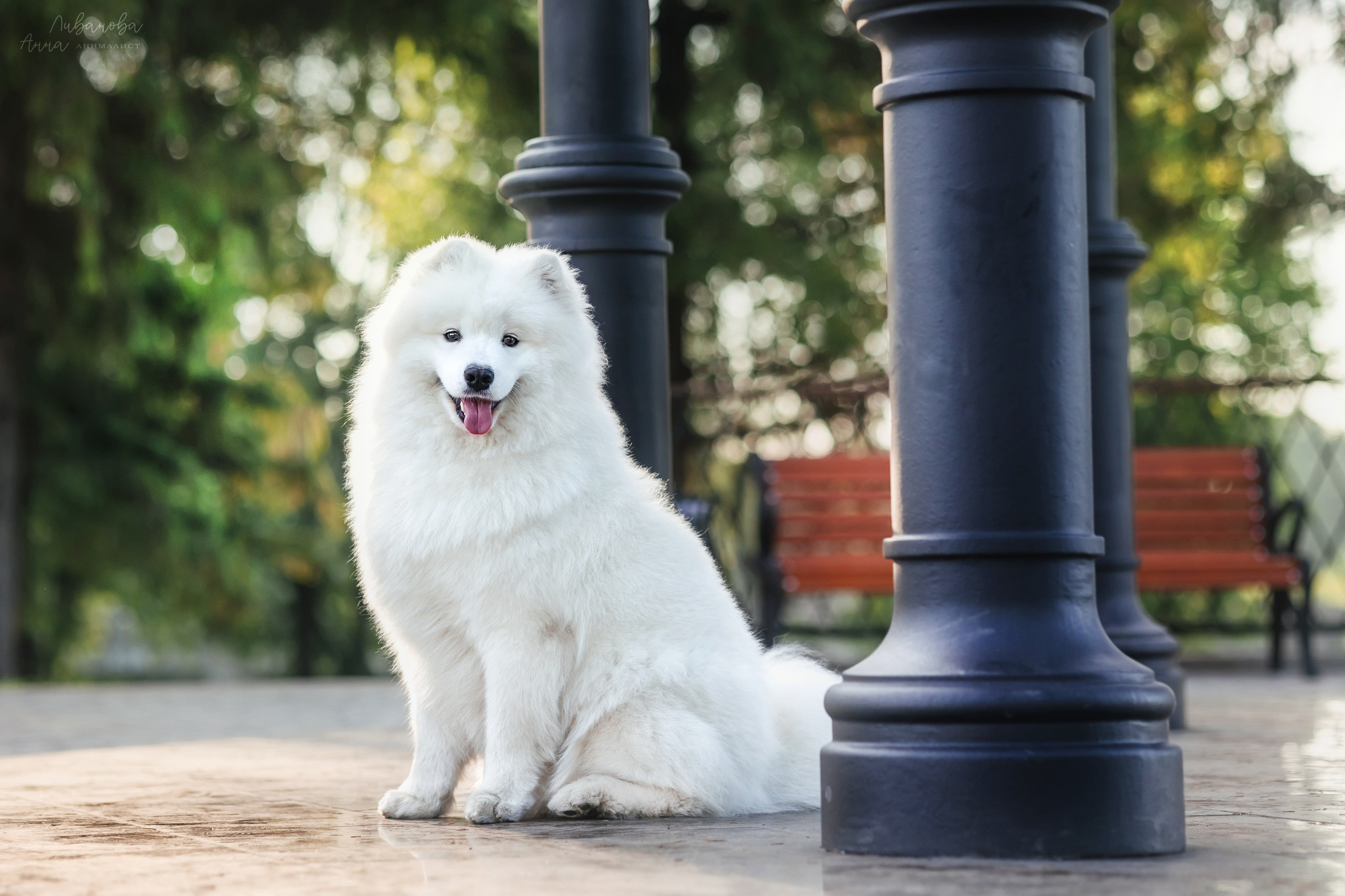 Наташа и Кимми. Фотограф анималист Аня Ливанова | Рыбинск