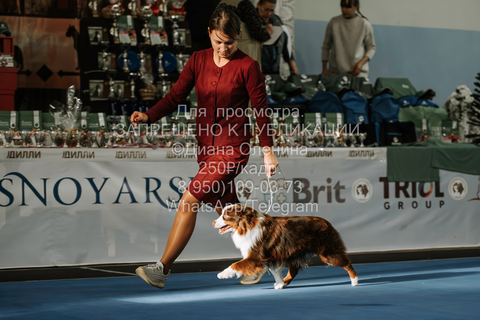 Выставка собак Красноярск 29.10.2023. Фотограф Диана Оленина Красноярск / Братск