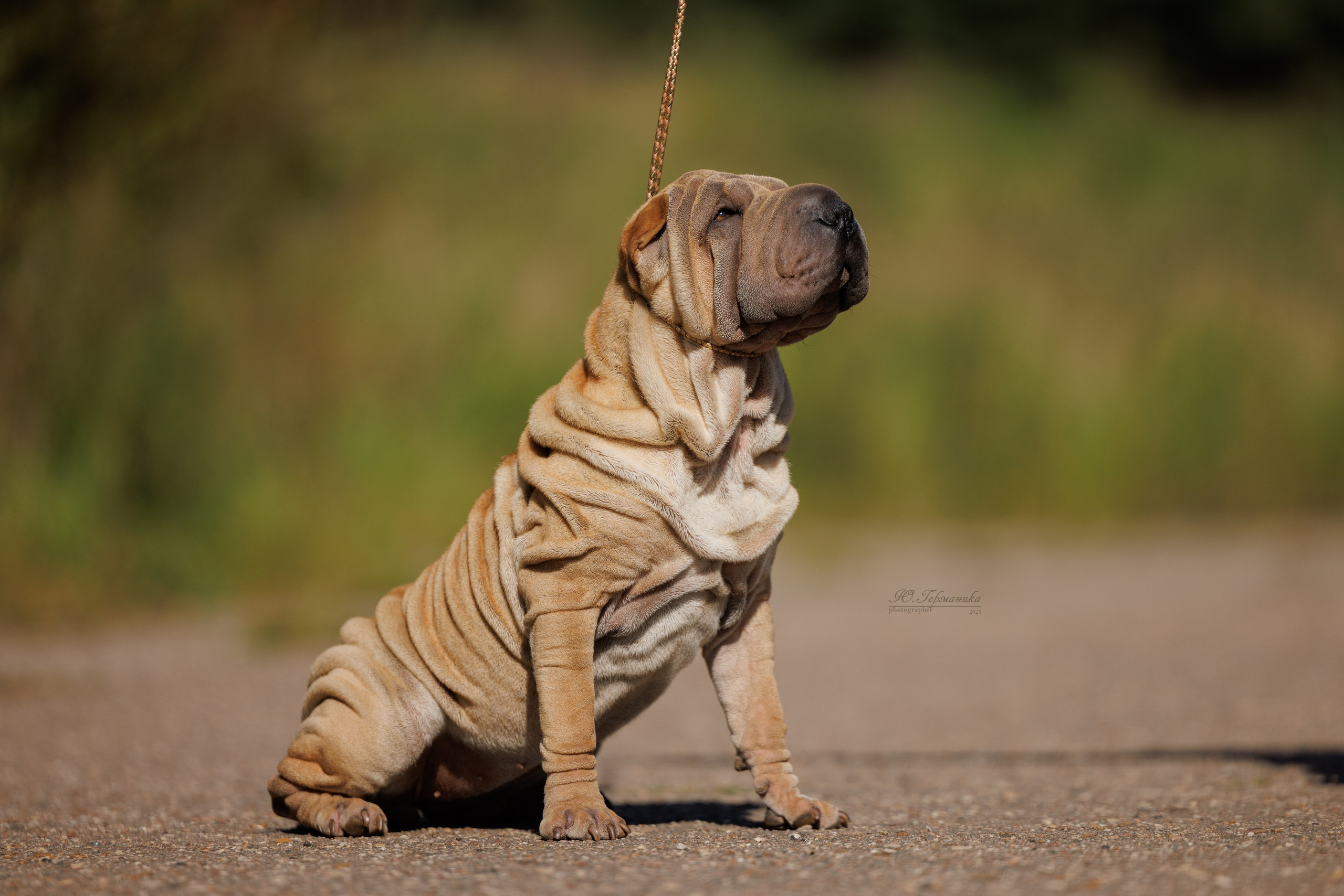 Зеленоград 13.09.2025. Фотограф-анималист Юлия Германика