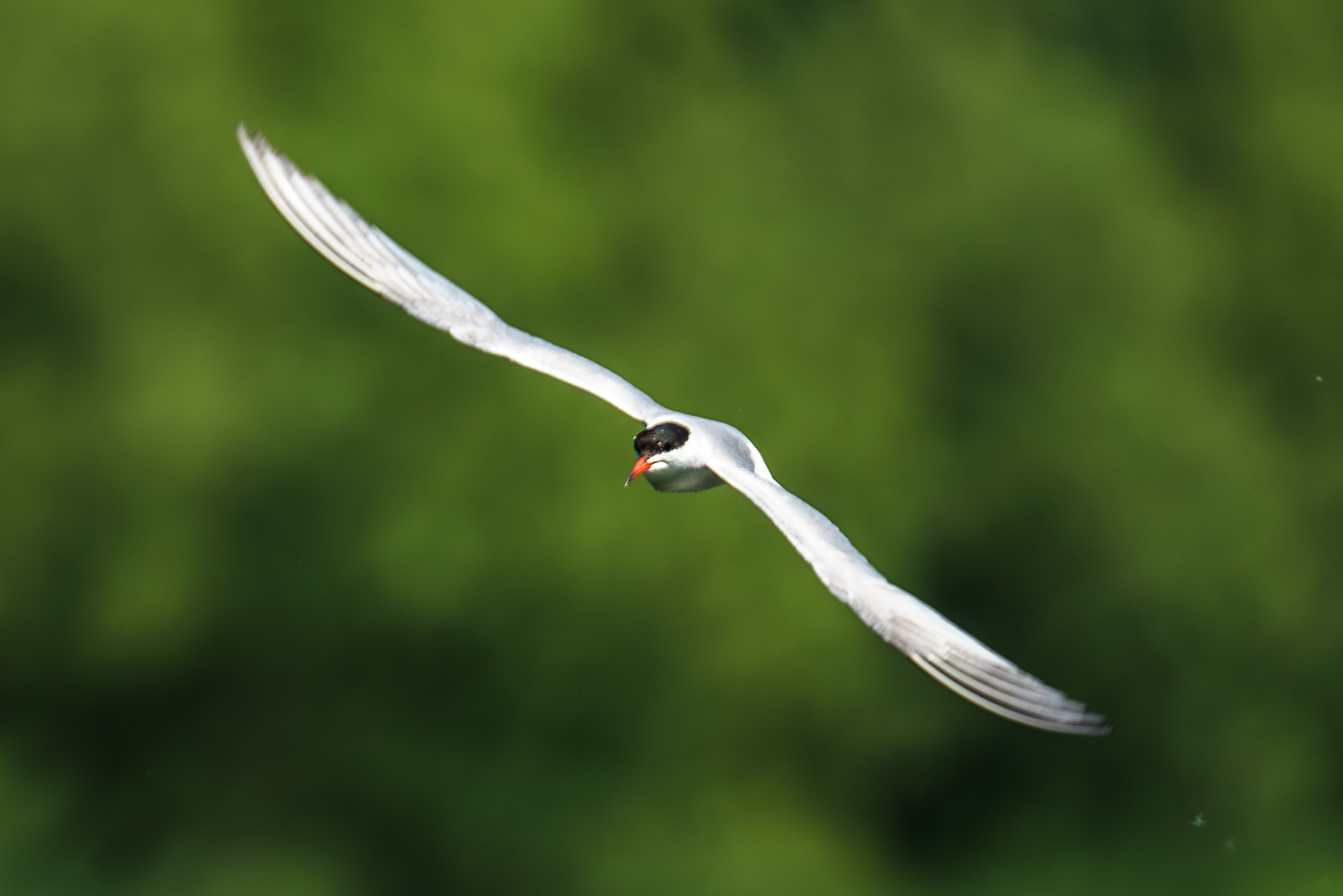 Удивительные мир птиц. Вокруг нас столько прекрасного — присмотритесь!. Ваш личный фотограф Марина Волкова