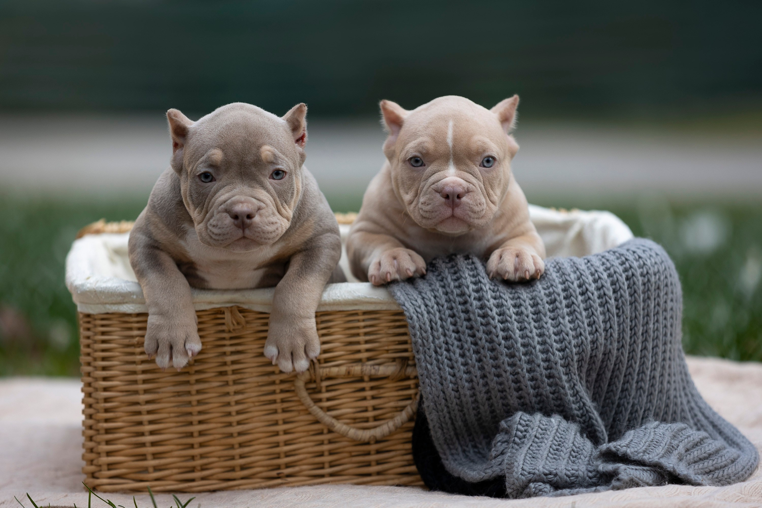 Американский Булли. Фотограф анималист, семейный фотограф, фотограф собак Комратова Мария. г. Москва
