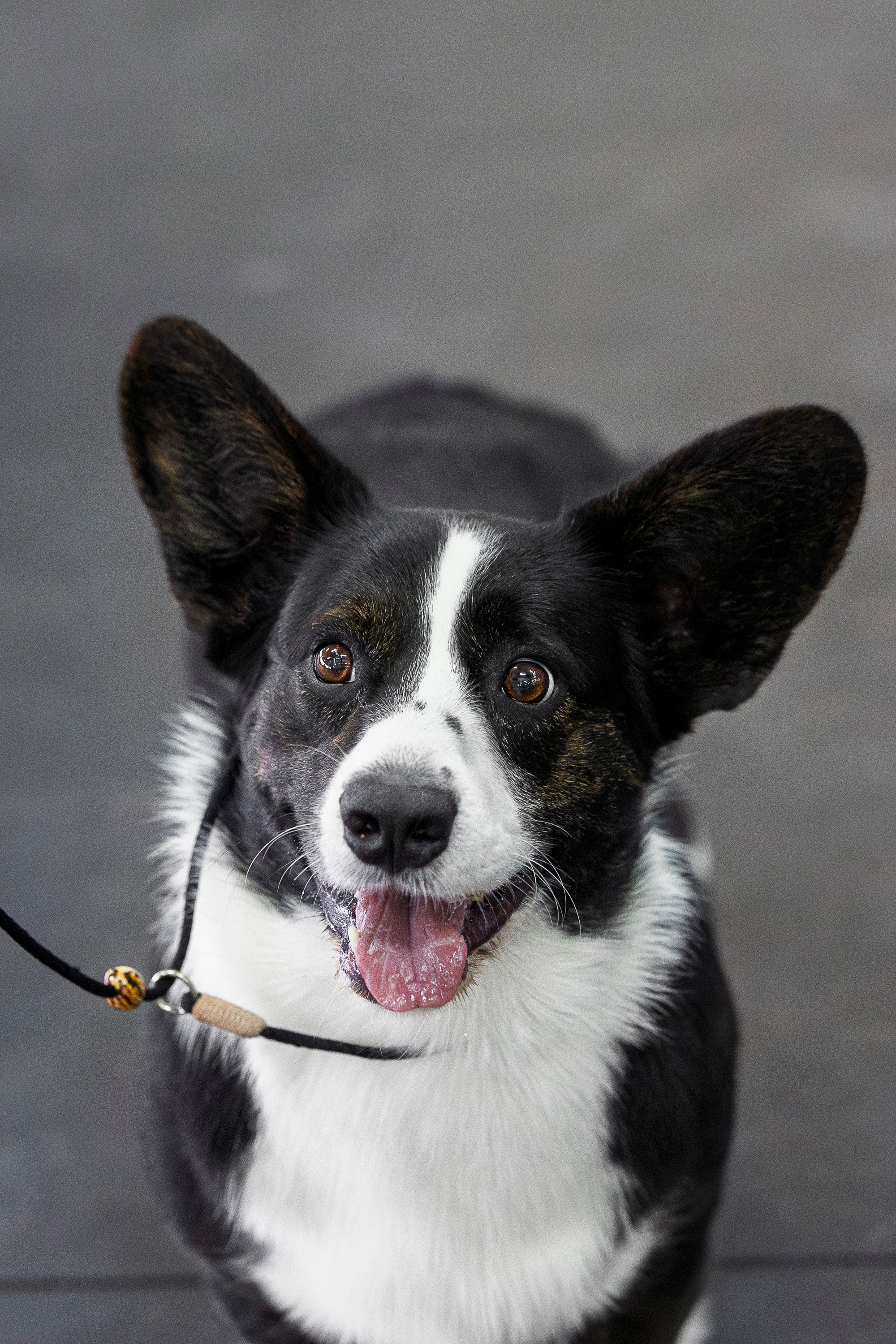 Националка ВКК 2024. Фотограф анималист, семейный фотограф, фотограф собак Комратова Мария. г. Москва