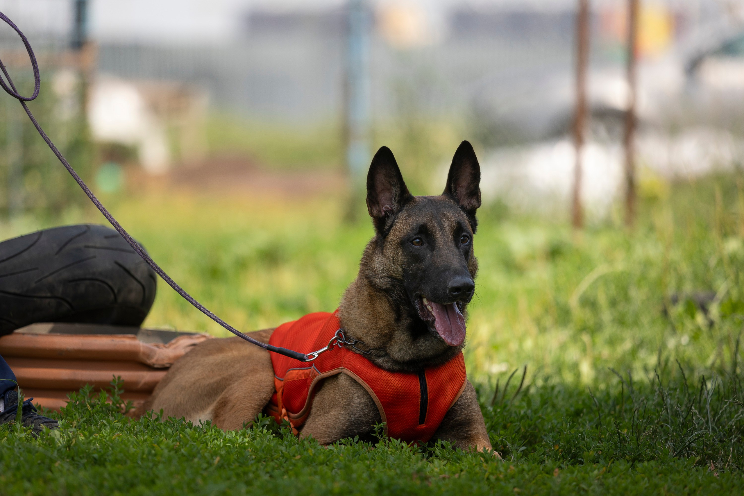 Семинар по поиску ВВ. Фотограф анималист, семейный фотограф, фотограф собак Комратова Мария. г. Москва