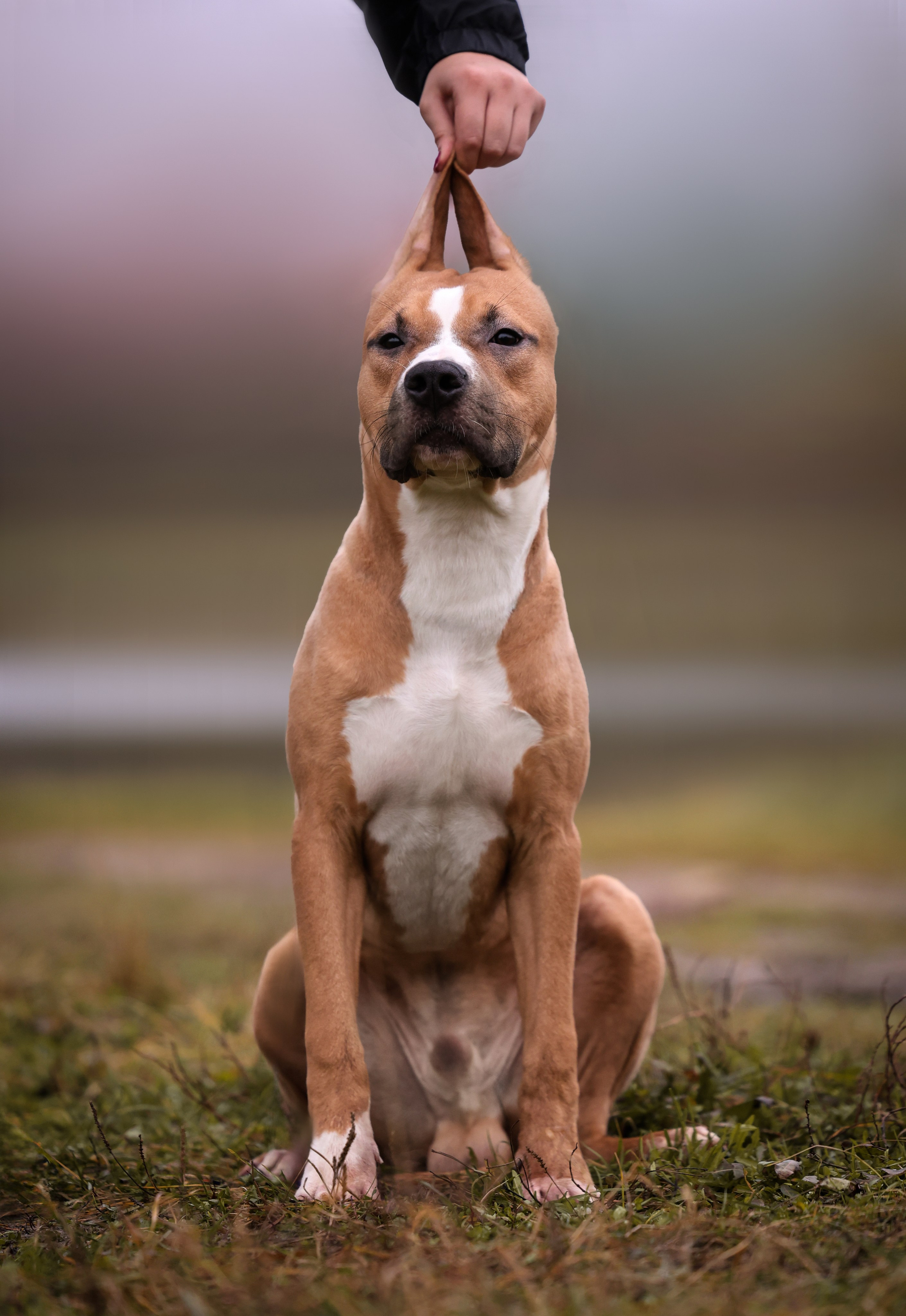 Анималистика. Репортаж. Индивидуальная съемка