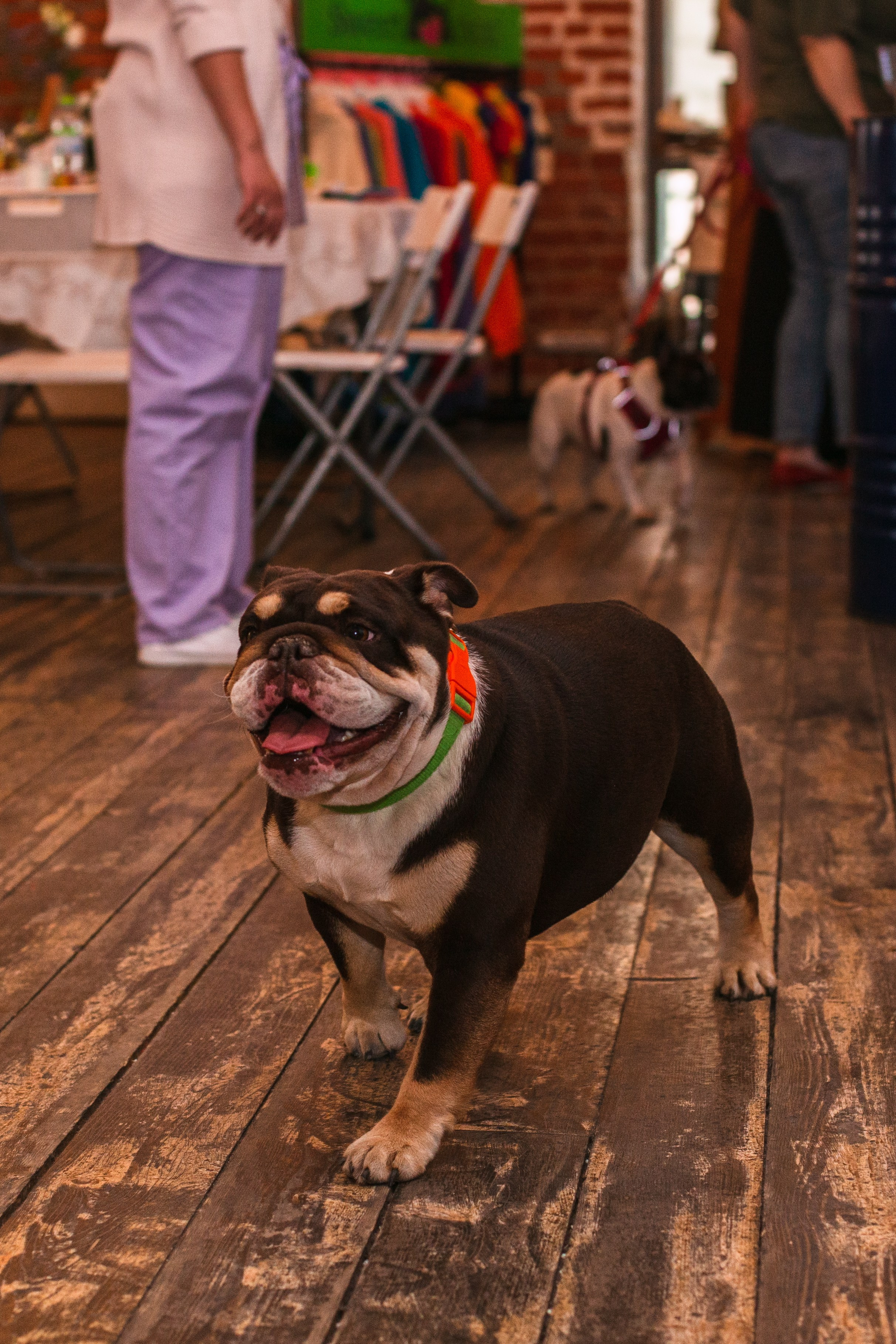 Бульбалл 23.04.2023. Фотограф-анималист Татьяна Степанова