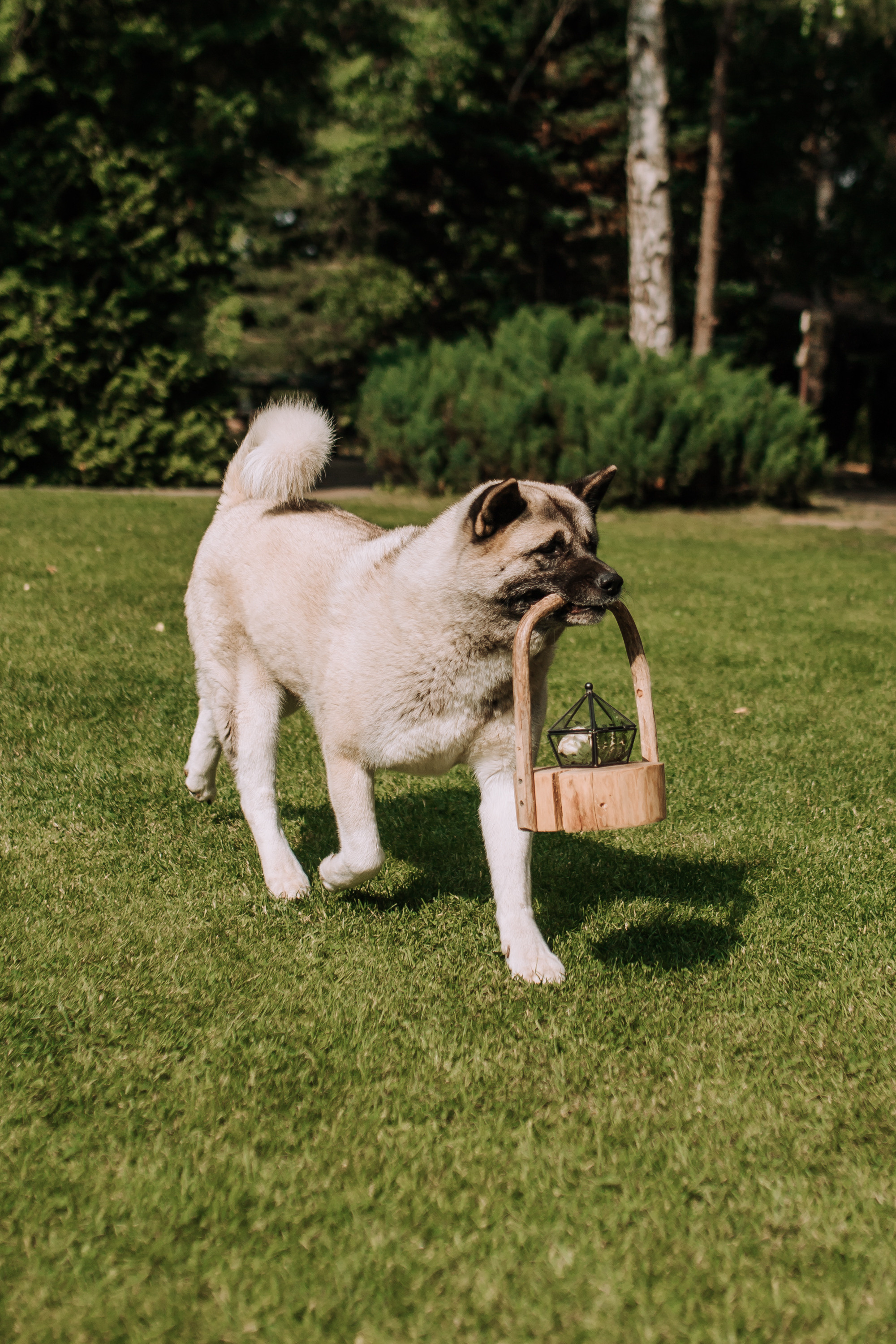 D&D. Свадебный и семейный фотограф Минск Юлия Игнатович