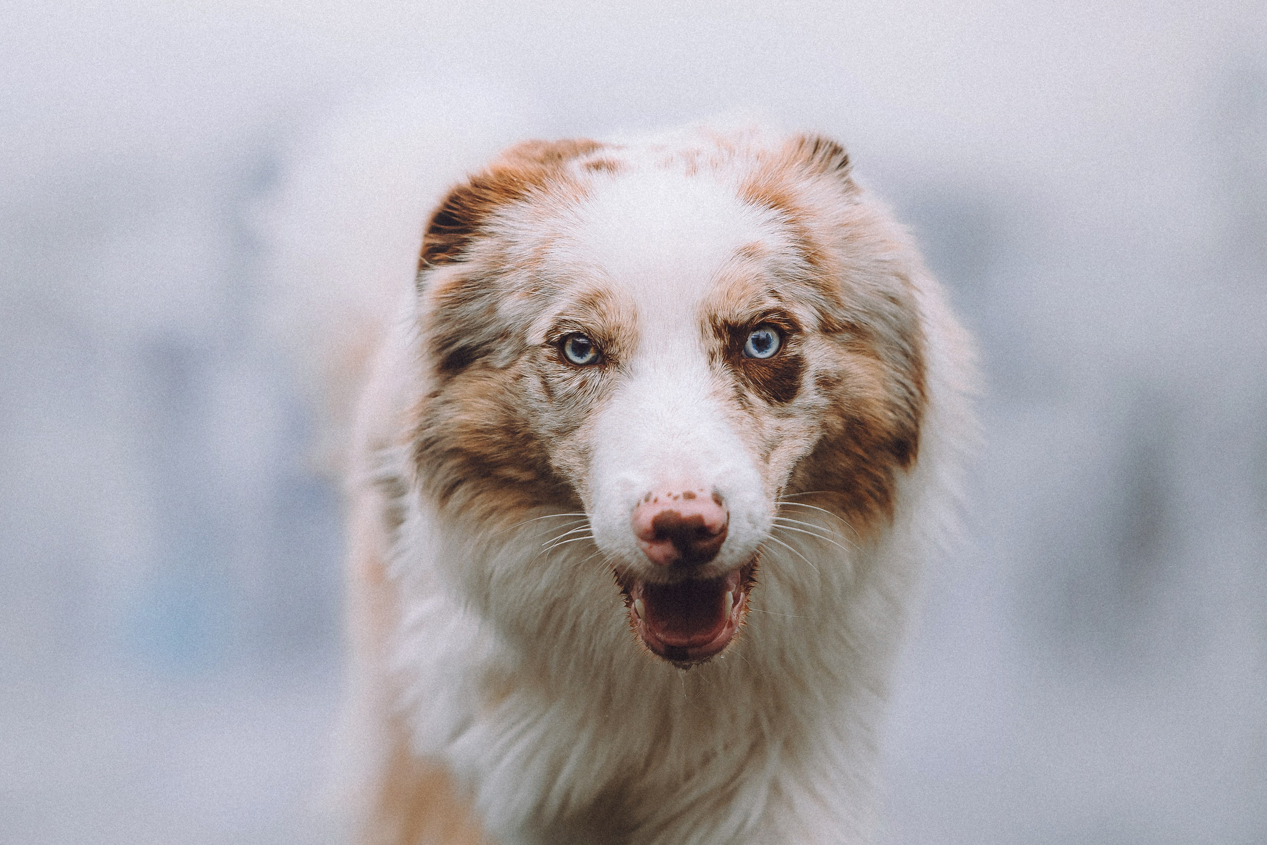 Один и его семья