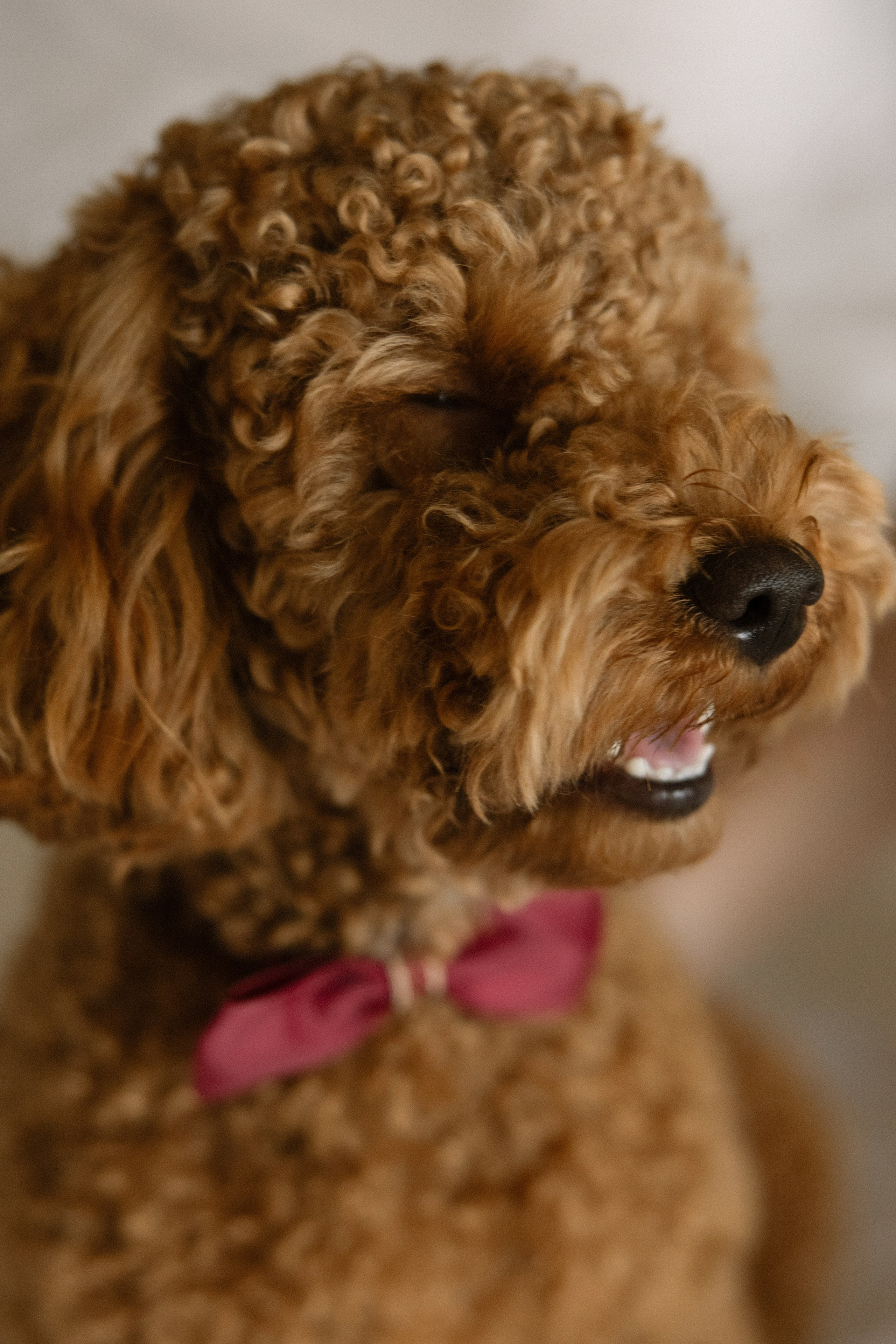 Смехом согреты. Свадебный и семейный фотограф Мария Князева в Санкт-Петербурге