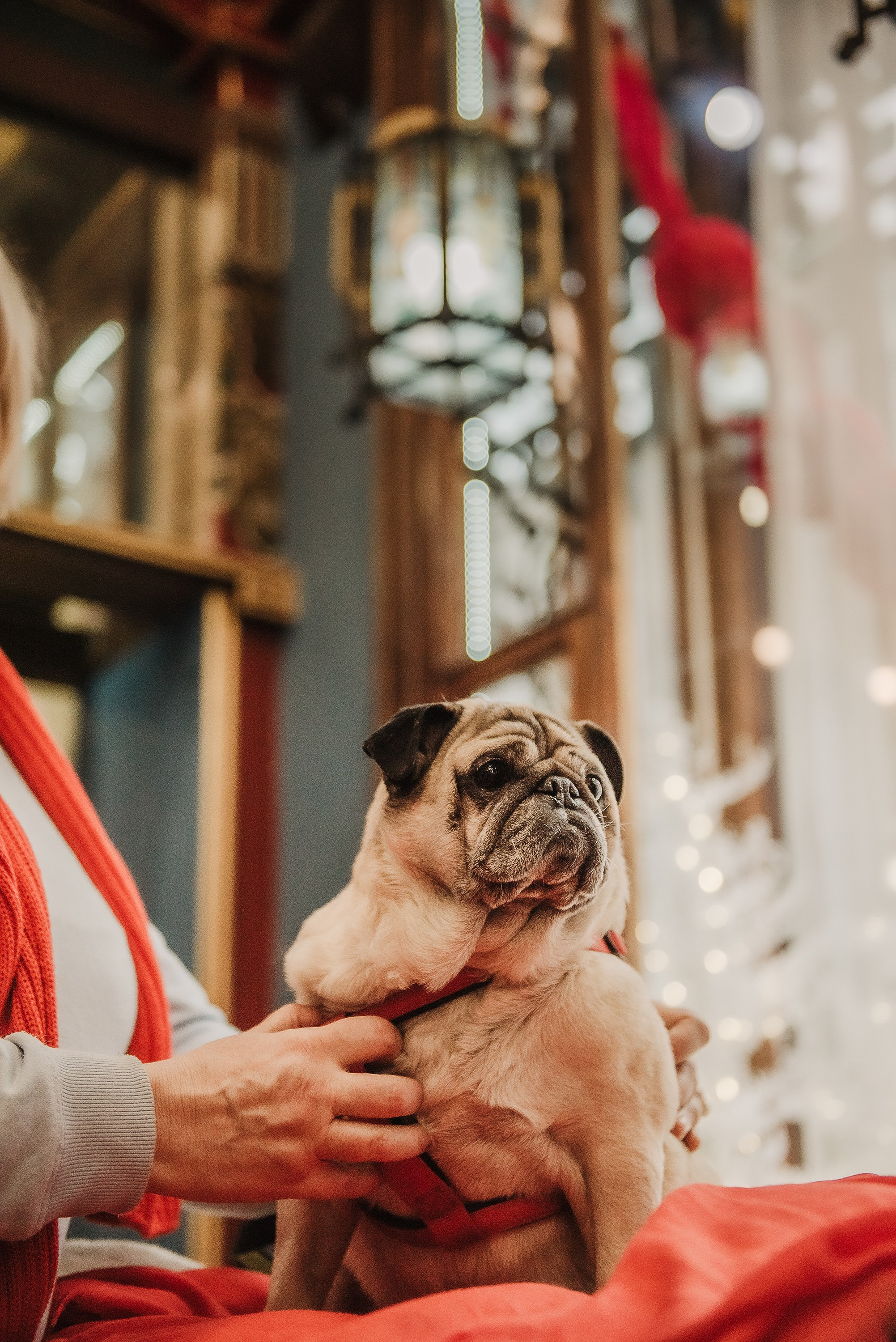 Ольга и Потапум. Прогулка к чайному дому. Семейный Фотограф в Москве Ирина Хохлова