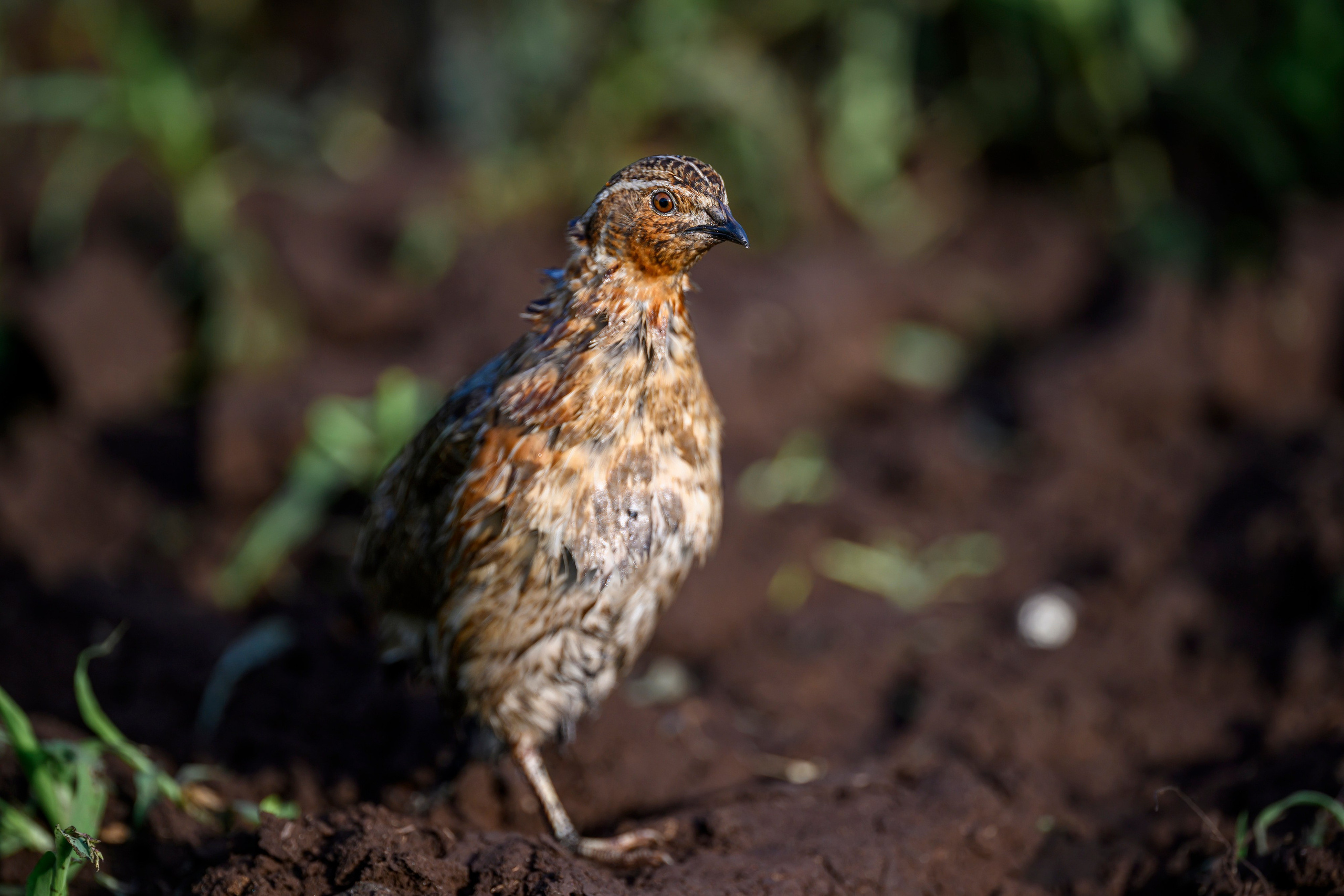 Перепел. Wildlife photography by Sergey Puponin