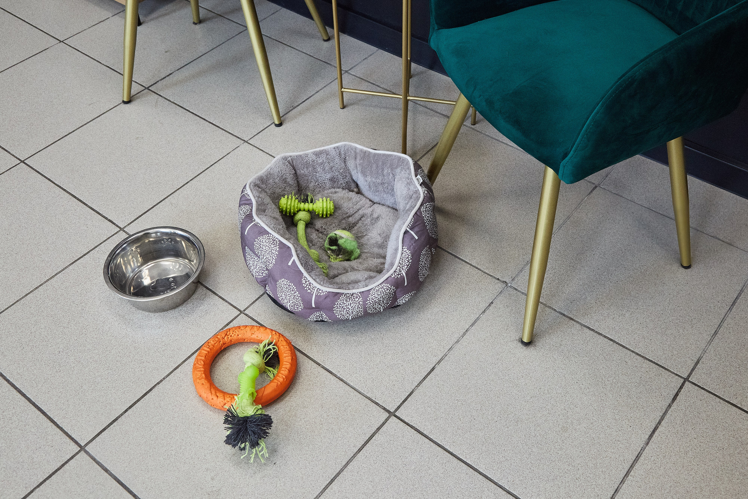 Зоопарикмахерская Avrora Groom. Фотограф Анастасия Леонтьева Санкт-Петербург