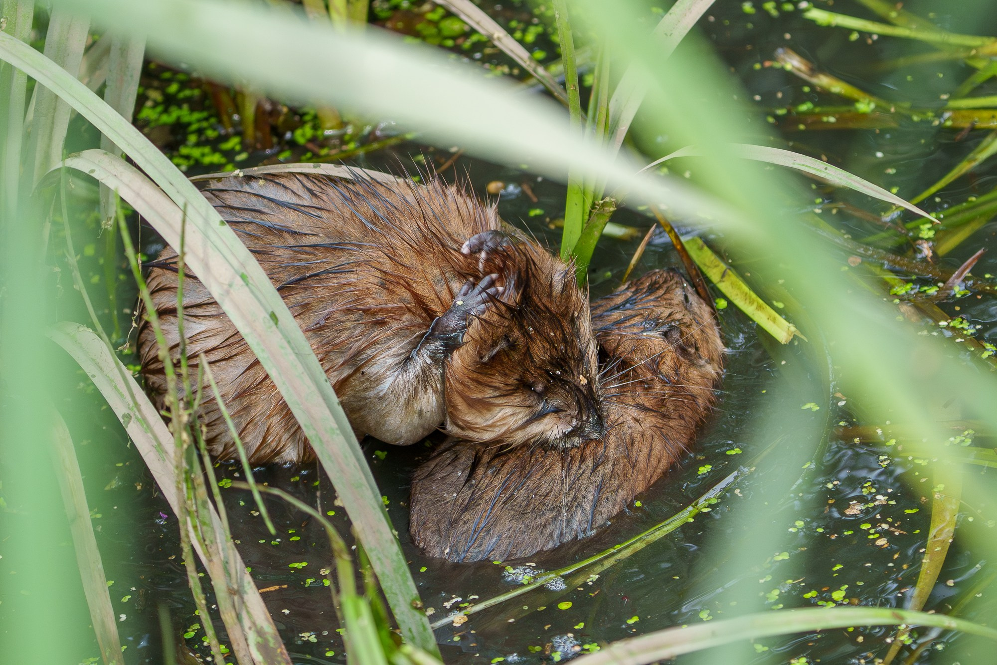 Животные. Ваш личный фотограф Марина Волкова
