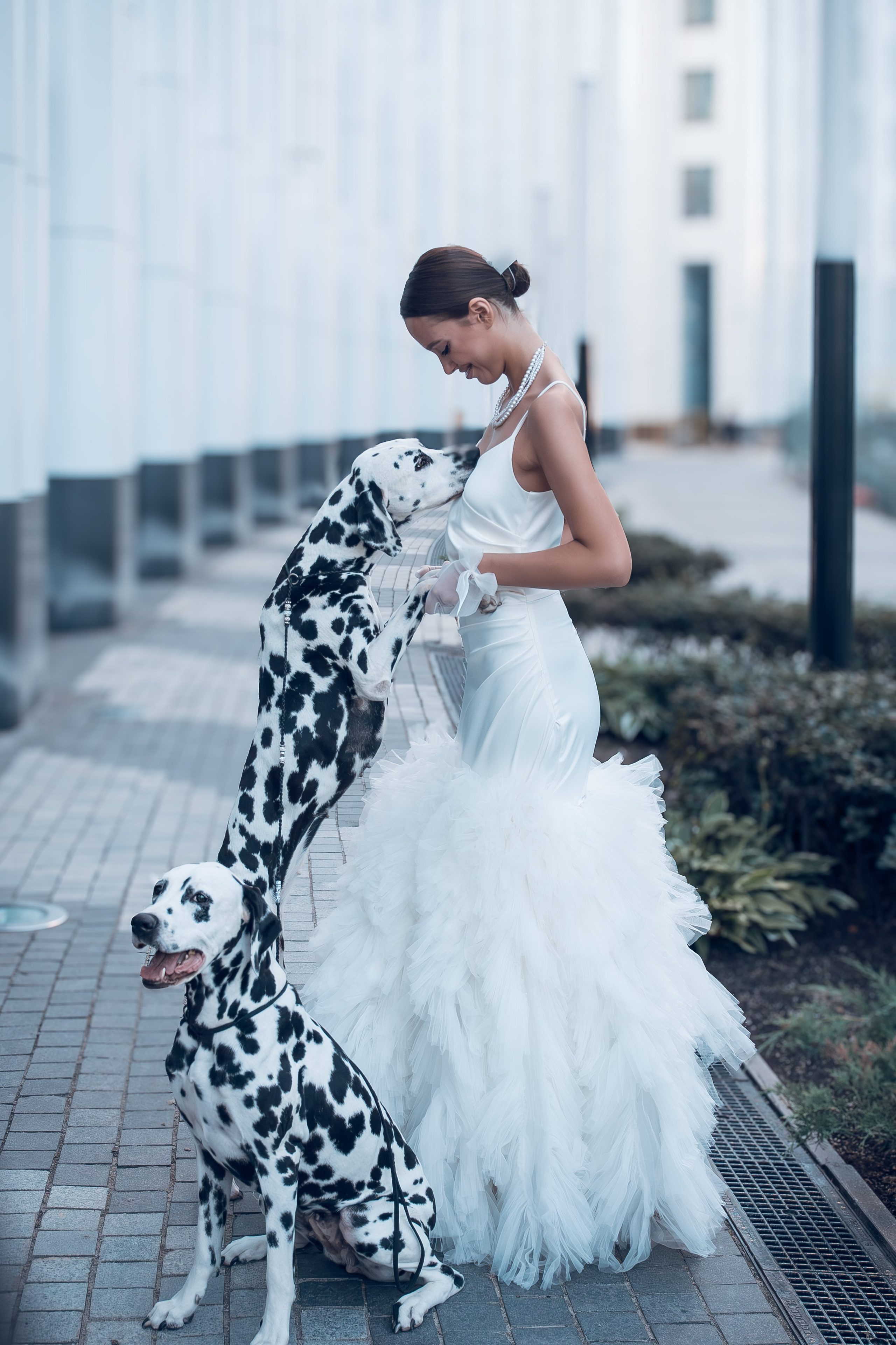 Фотосессия с собаками