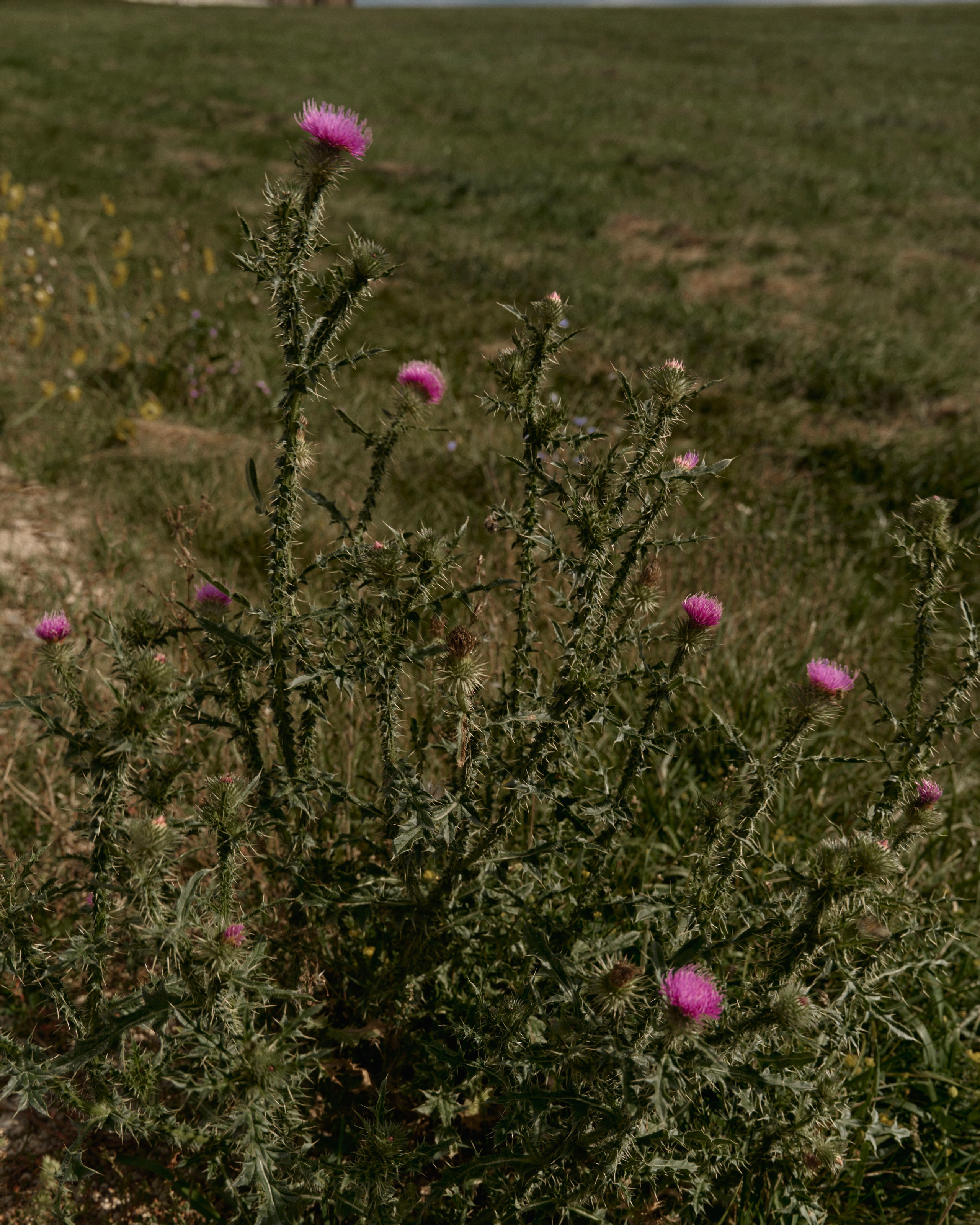 Julia. Z H U R A V L E V