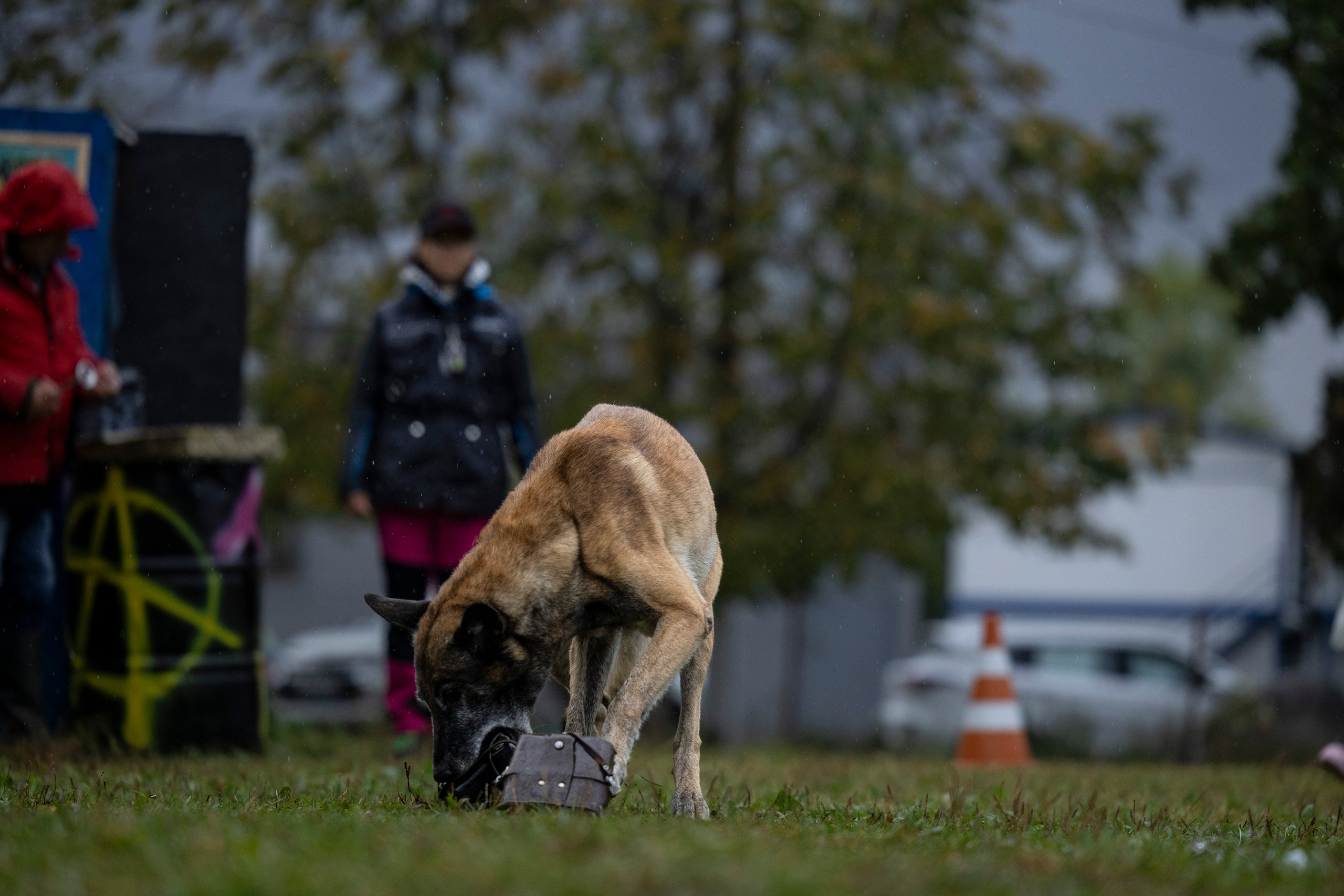 Испытания по Мондьорингу г. Пушкин. Фотограф-анималист Анна Маринич