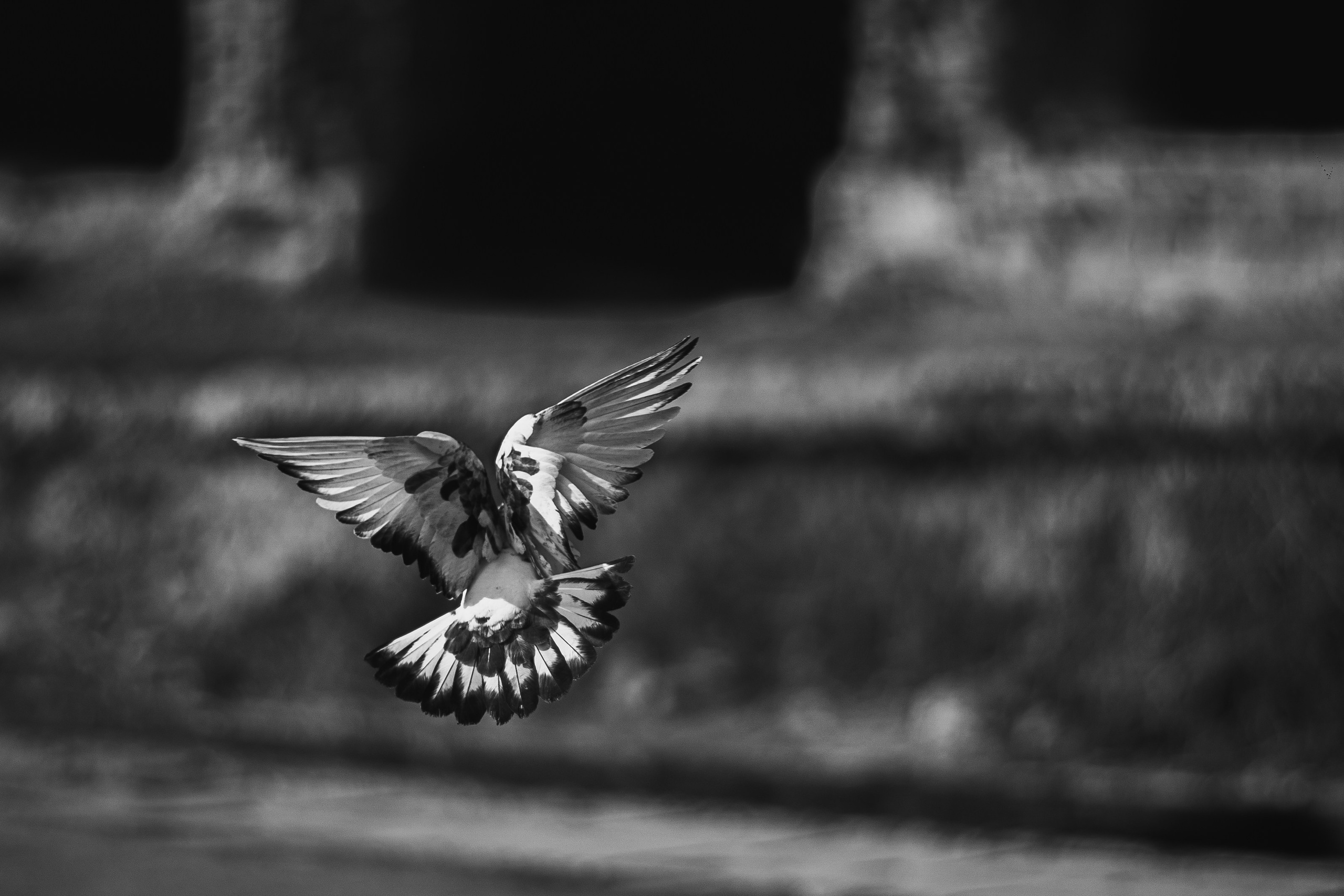 Животные. Фотограф в Ростове-на-Дону Ника Обида