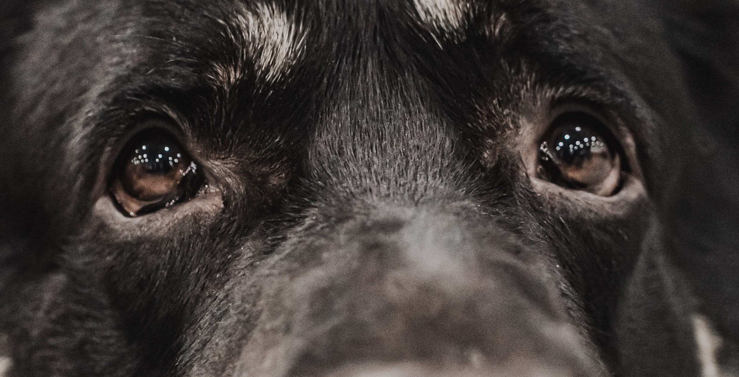 Международная выставка собак всех пород. Репортажный фотограф Анастасия Рубцова