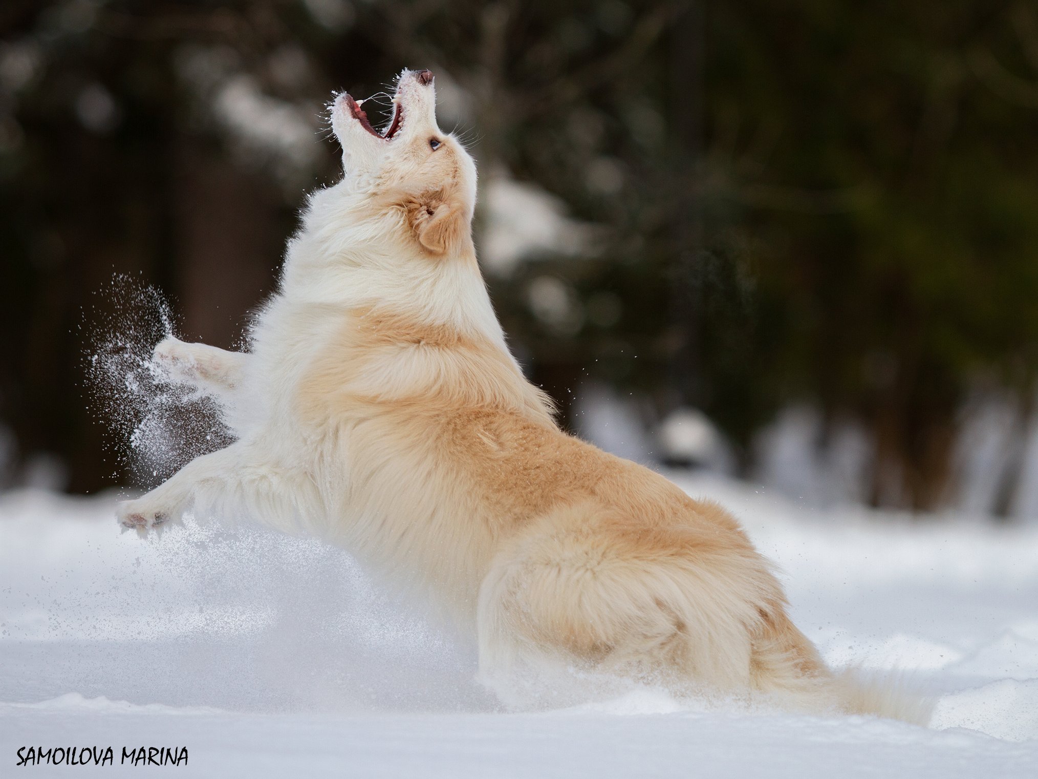Собаки. Фотограф-анималист в Москве и МО Самойлова Марина