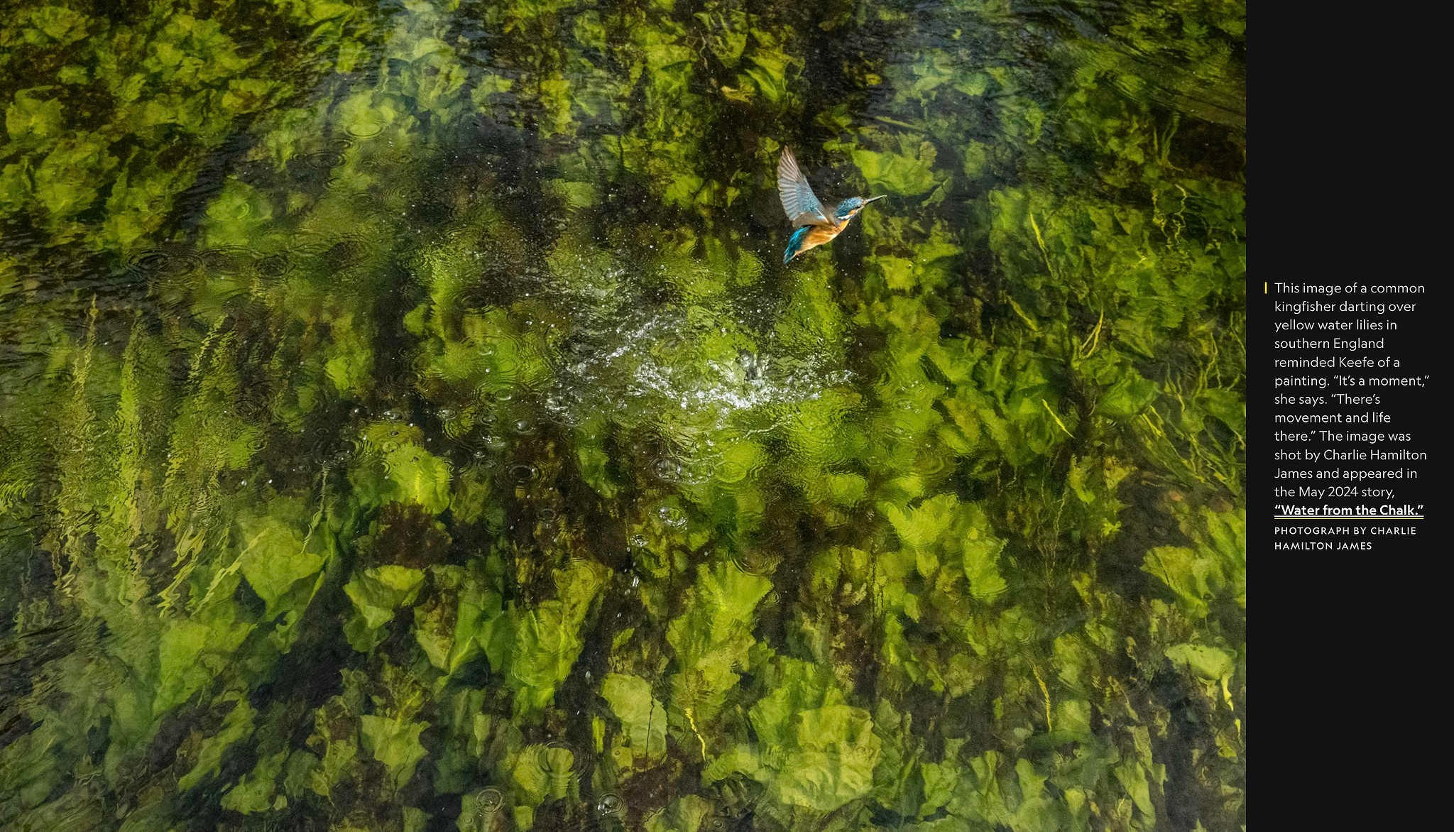 2024 год в объективе фотографов National Geographic. Фотограф Михаил Мордасов, Сочи. Мероприятия, портреты, спорт, репортаж