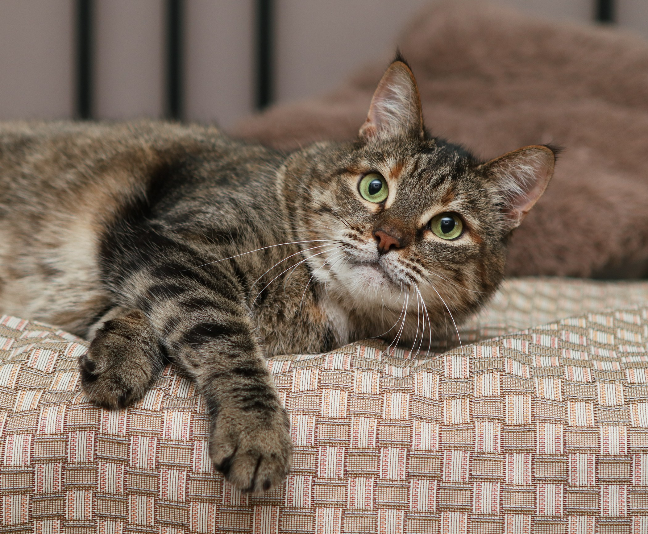 Кошки. Фотограф-анималист Полина Колкова | Москва