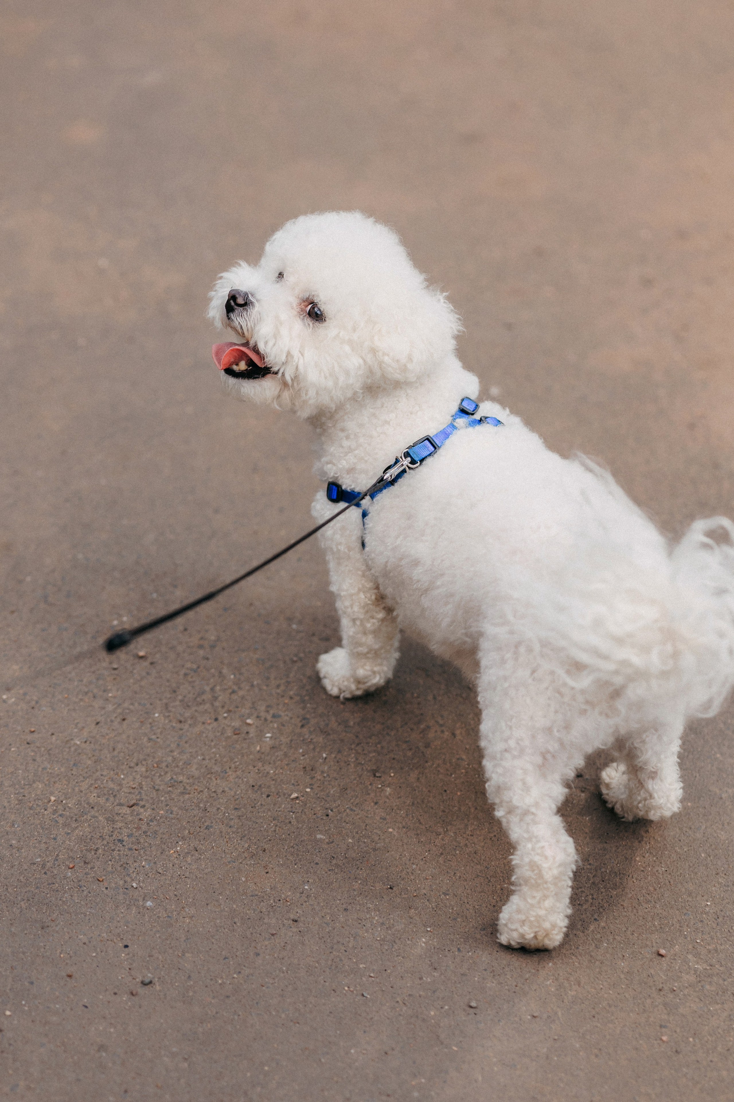 Марина, Данил и Бруно. Фотограф-анималист Елена Радченко, Москва