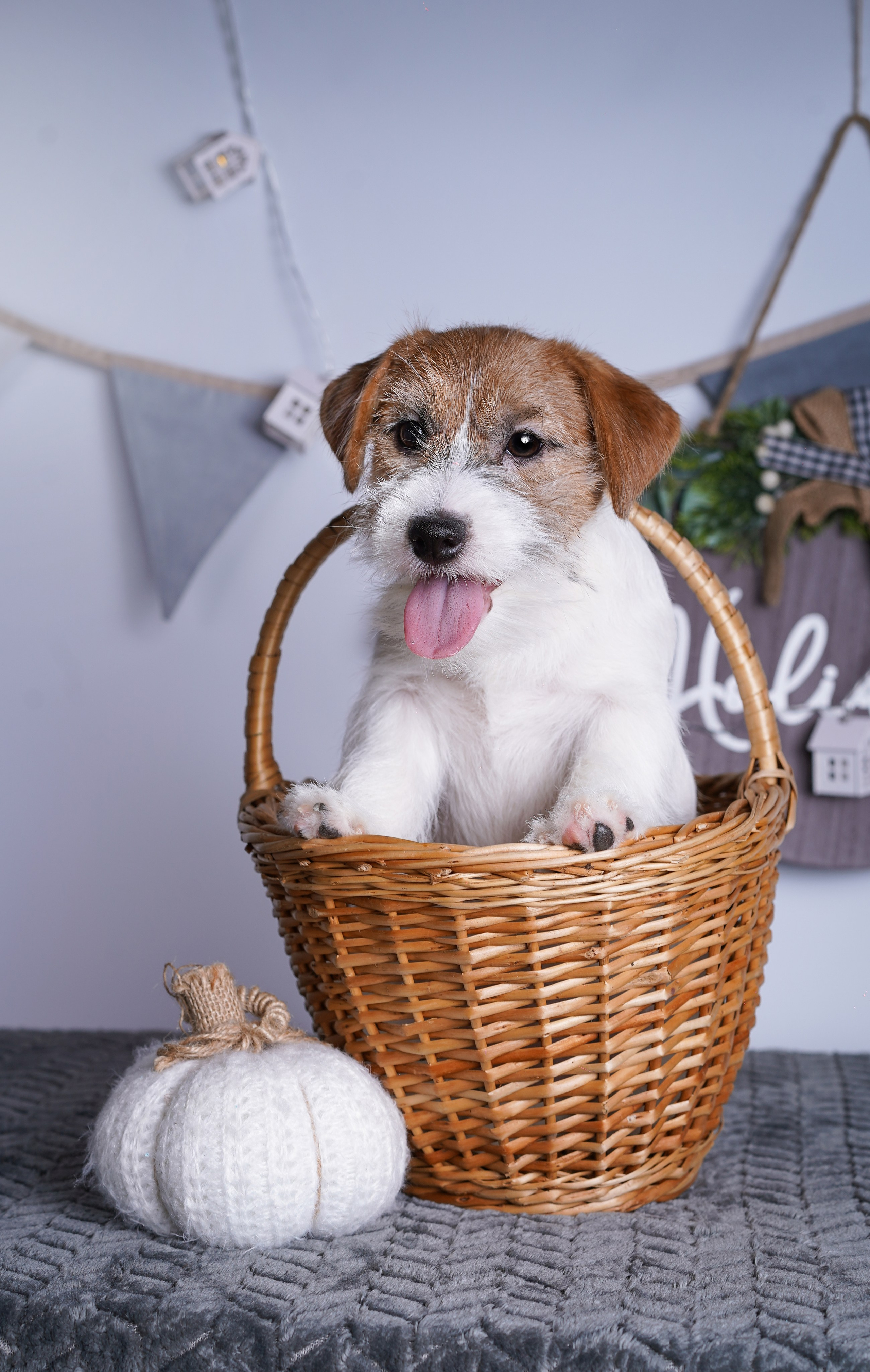 Щенки дрт. Фотограф-анималист в Санкт-Петербурге Яна Мартынова