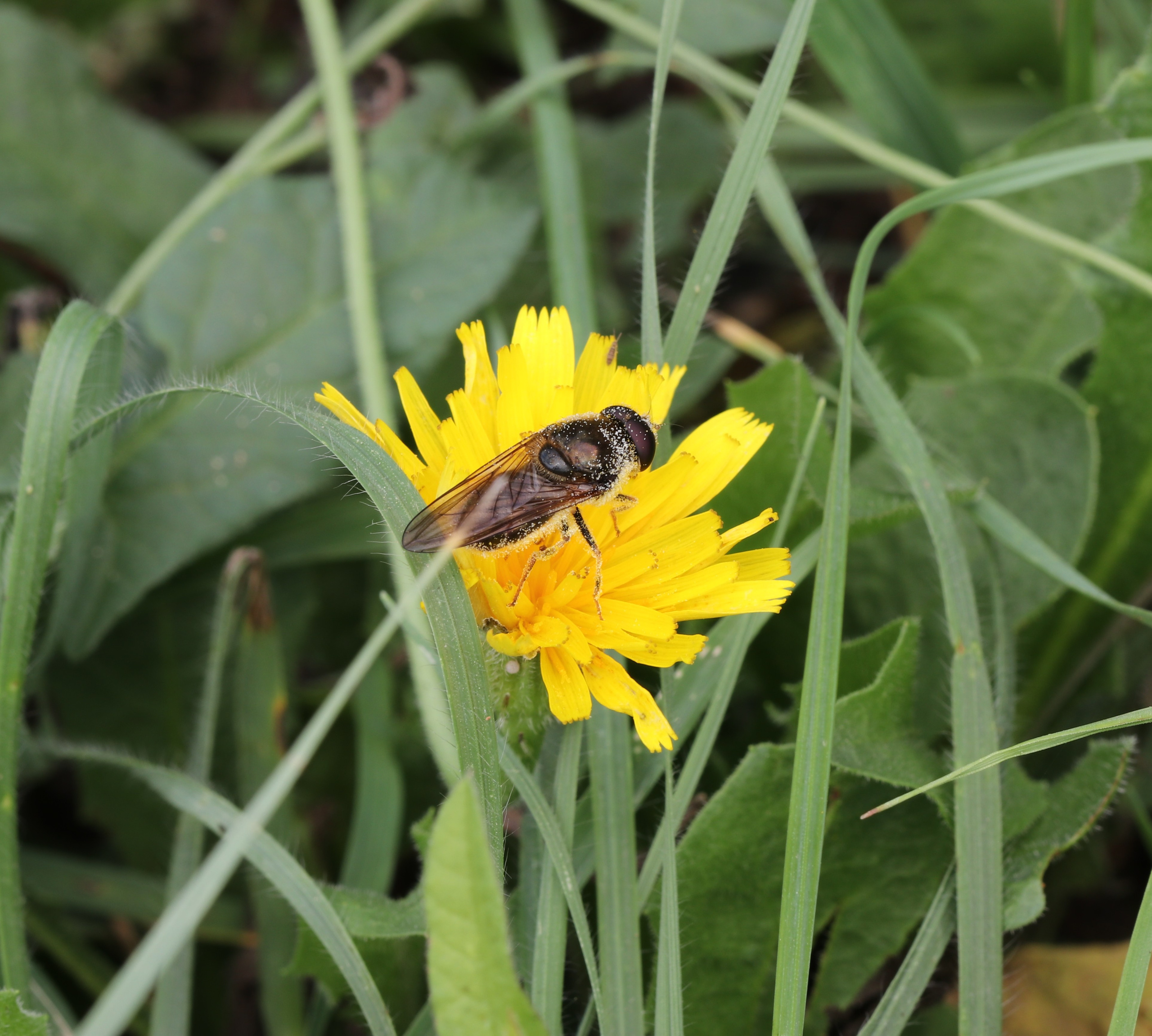 Насекомые юга России. Фото-художник и Репортажный фотограф Николаев Александр Алексеевич