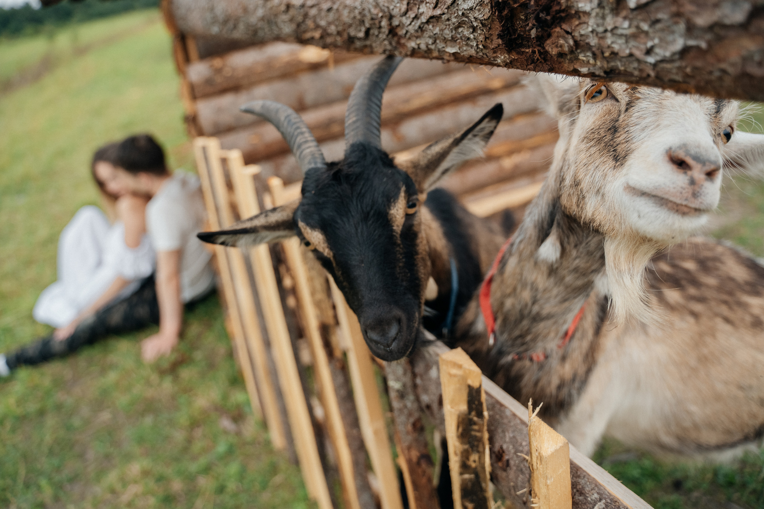 На природе. Свадебный фотограф в Петрозаводске Сергей Кокорев
