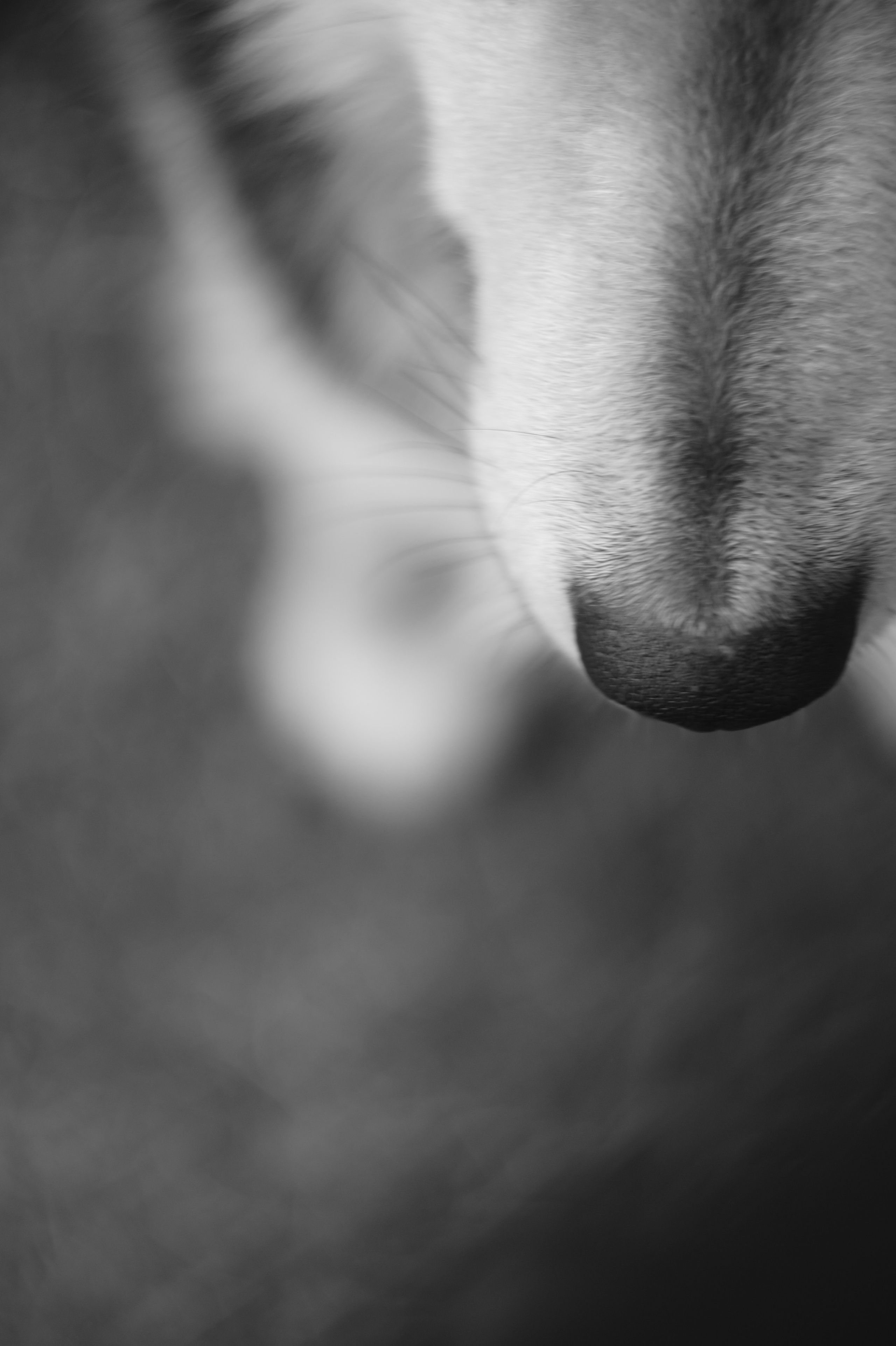 Dogs. Профессиональный фотограф