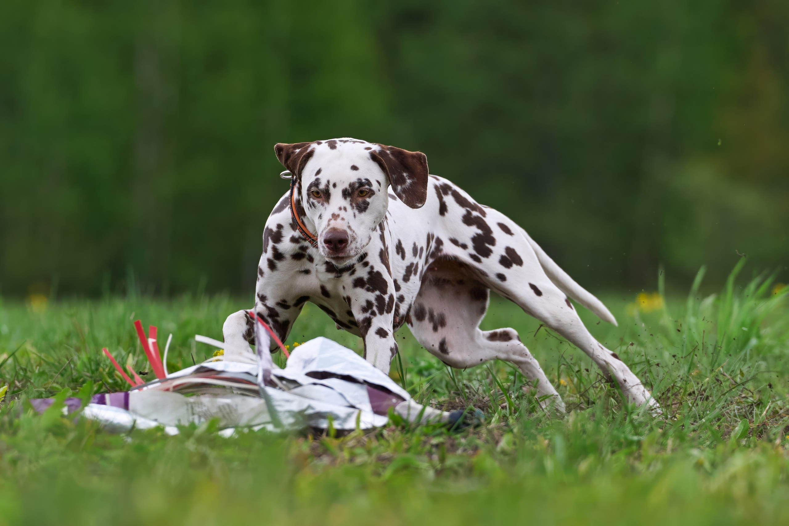 Тренировка по курсингу Донино. Фотограф-анималист Михаил Манухин