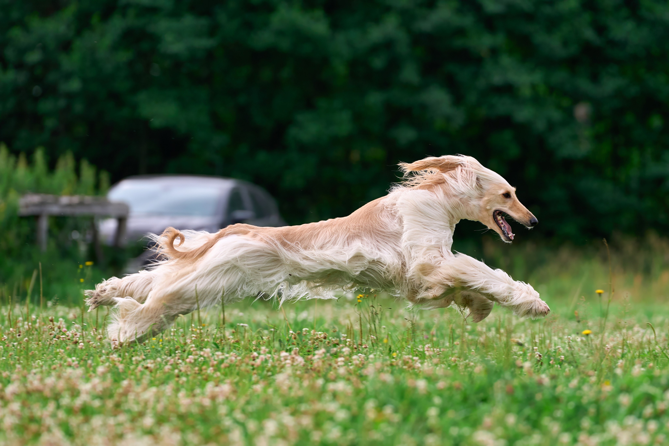 Тренировка по курсингу в Донино. Фотограф-анималист Михаил Манухин