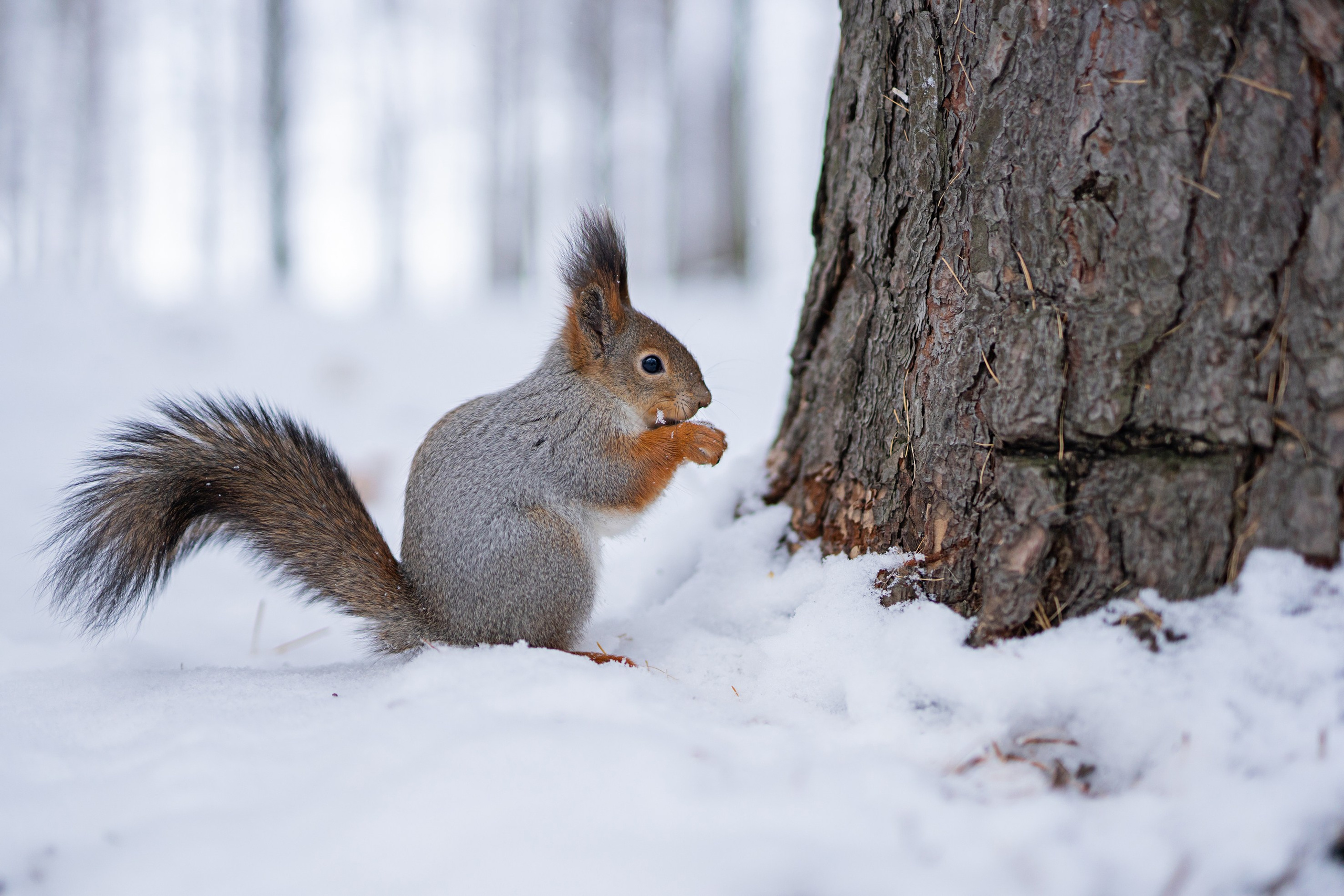 Толя и Поля — зимняя прогулка. Свадебный и семейный фотограф Марина Лежнева, г. Уфа