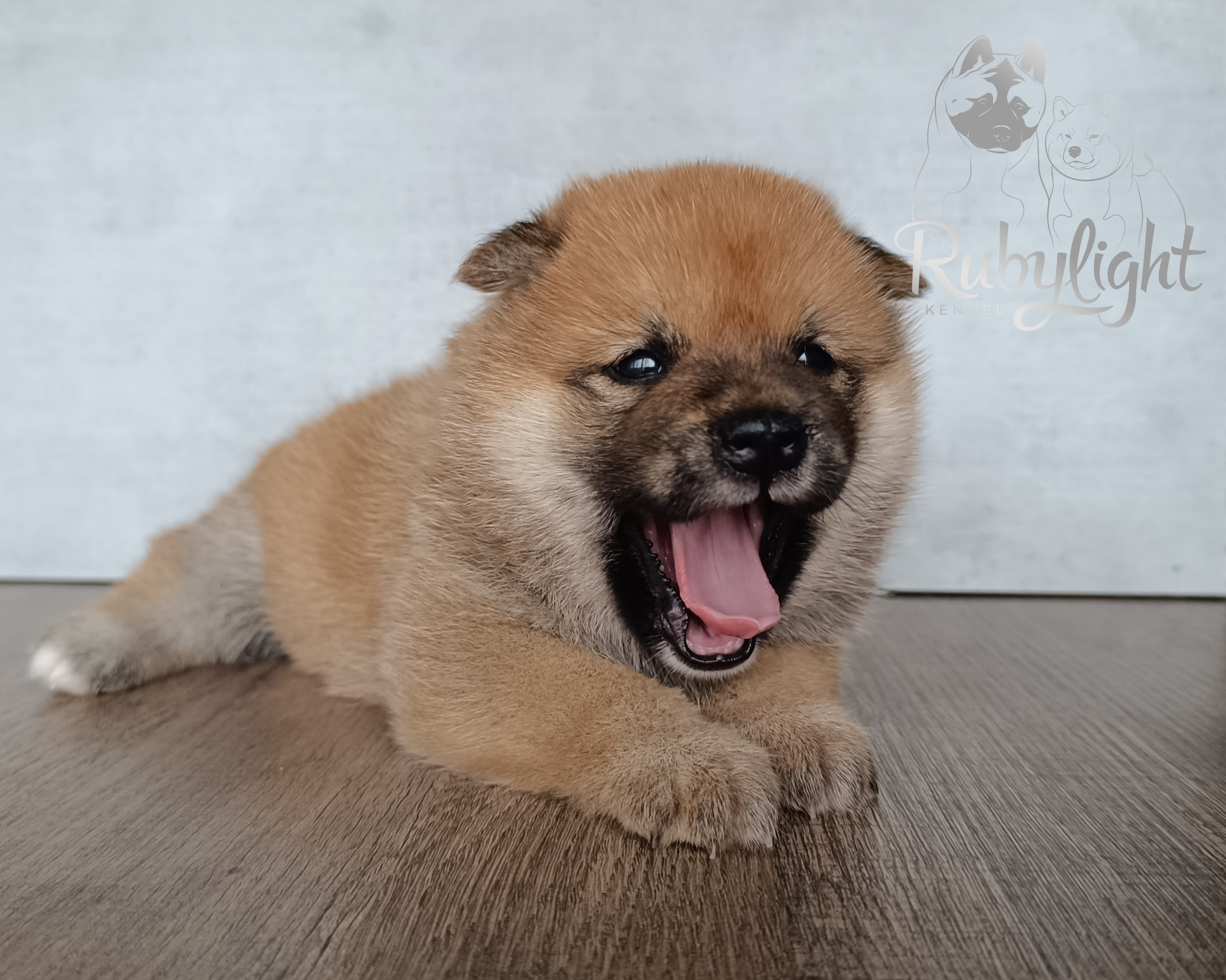 Сиба Rubylight Everest питомник Рубилайт 