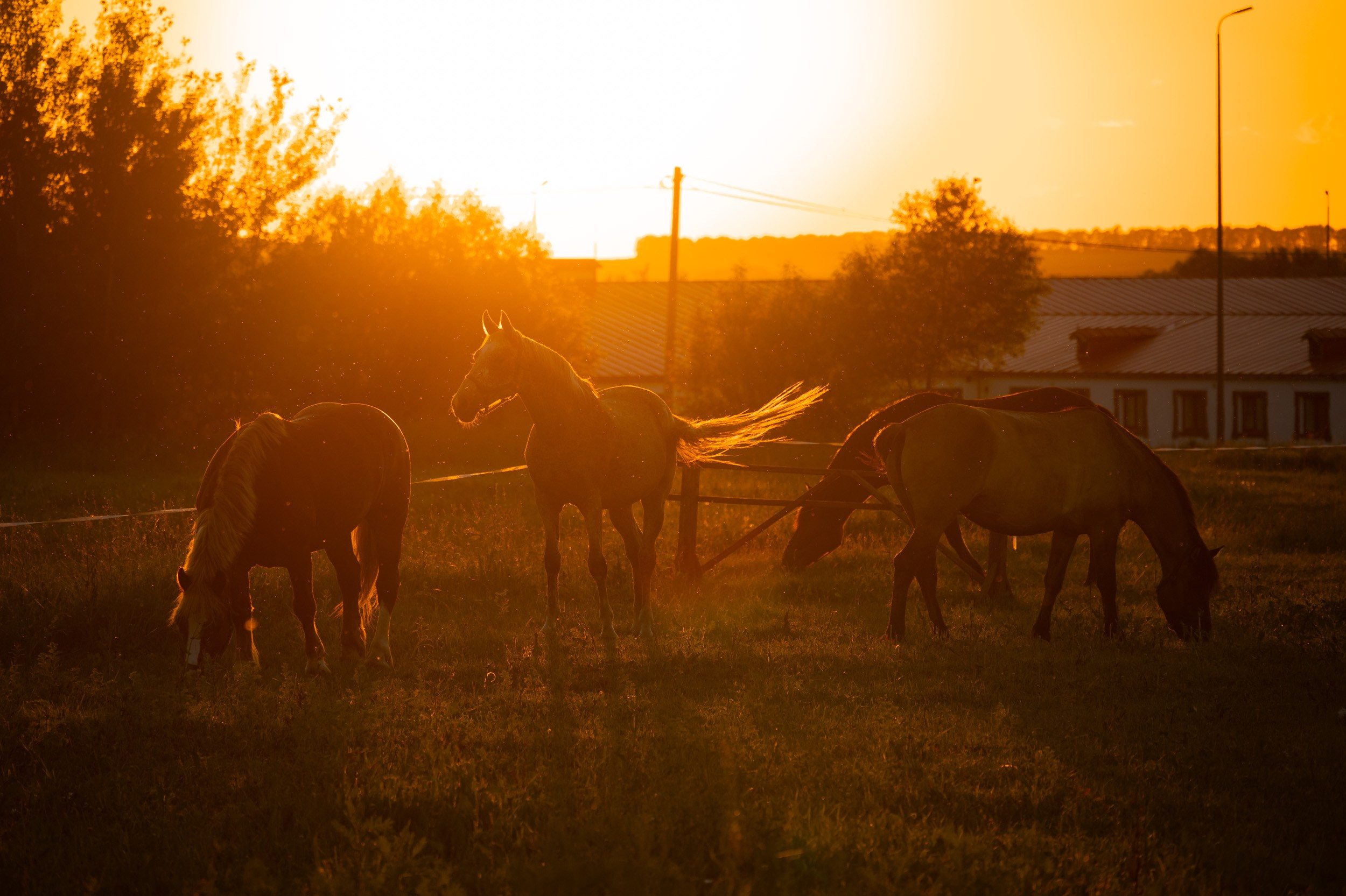 Куликово поле. Фотограф и видеооператор в Туле | Даниил Рыбак