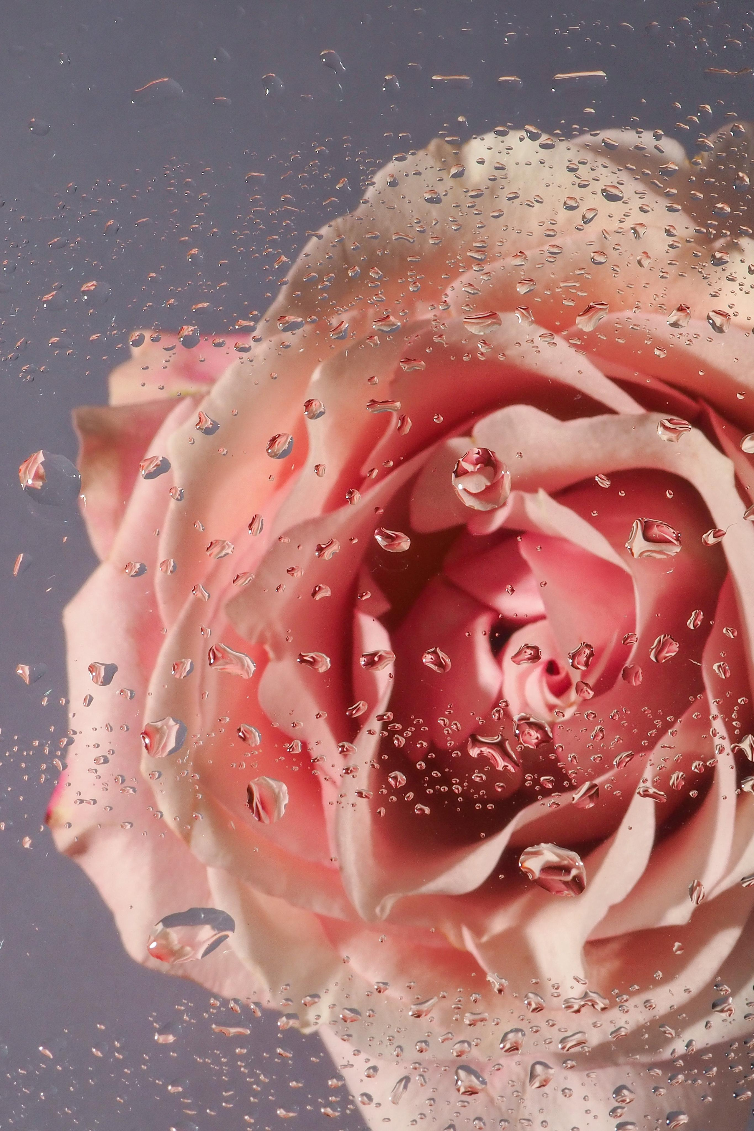 Цветы под дождем. Портретный фотограф в Петербурге Рейн Раше