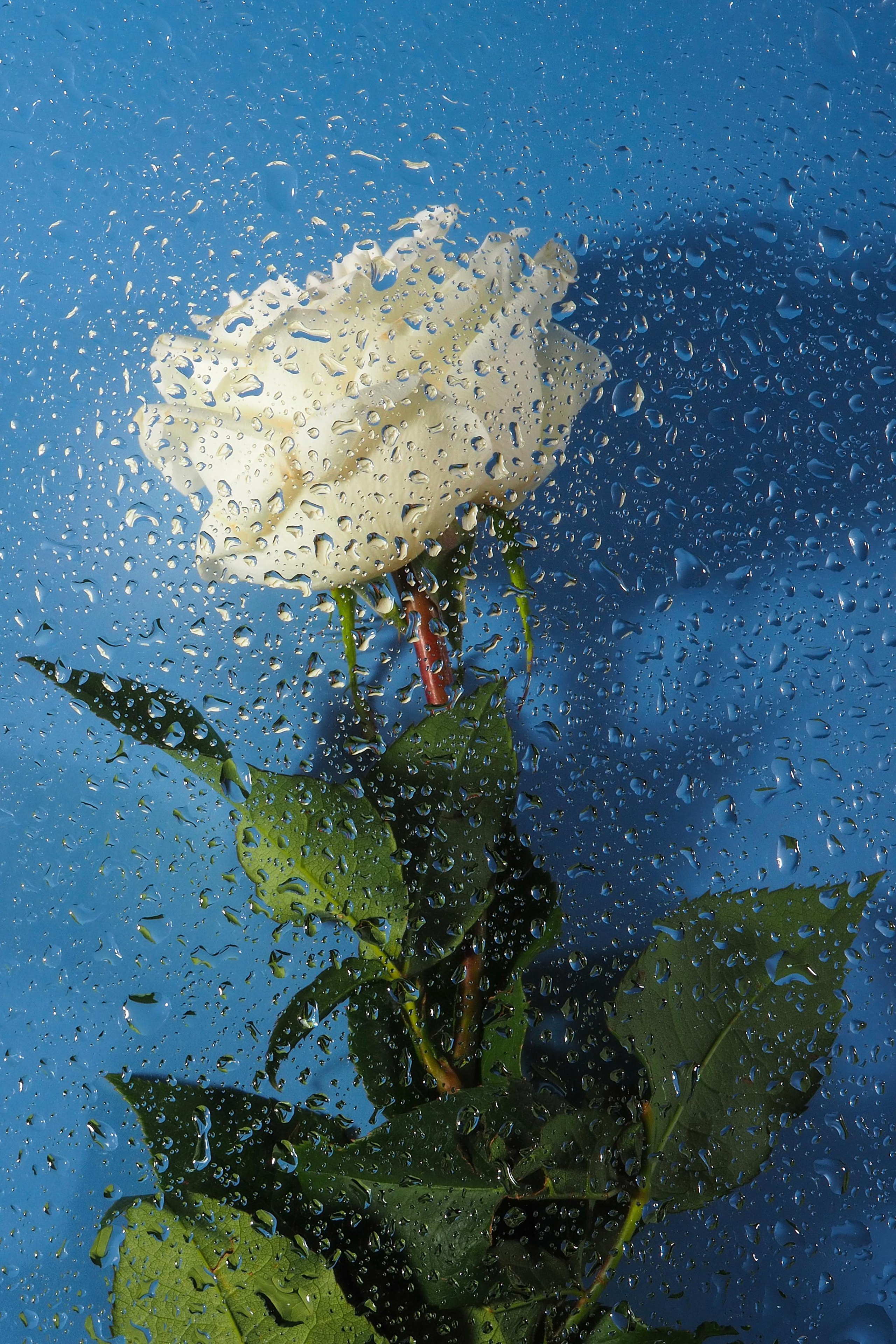 Цветы под дождем. Портретный фотограф в Петербурге Рейн Раше