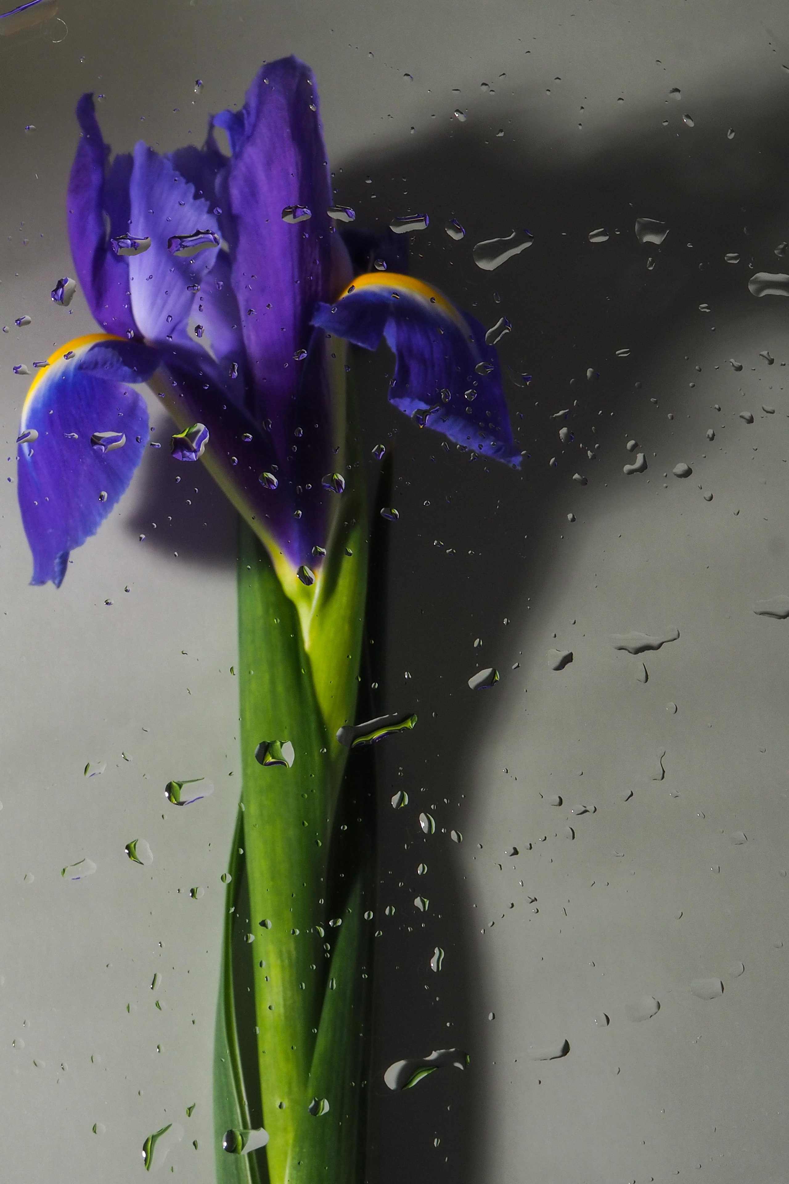 Цветы под дождем. Портретный фотограф в Петербурге Рейн Раше