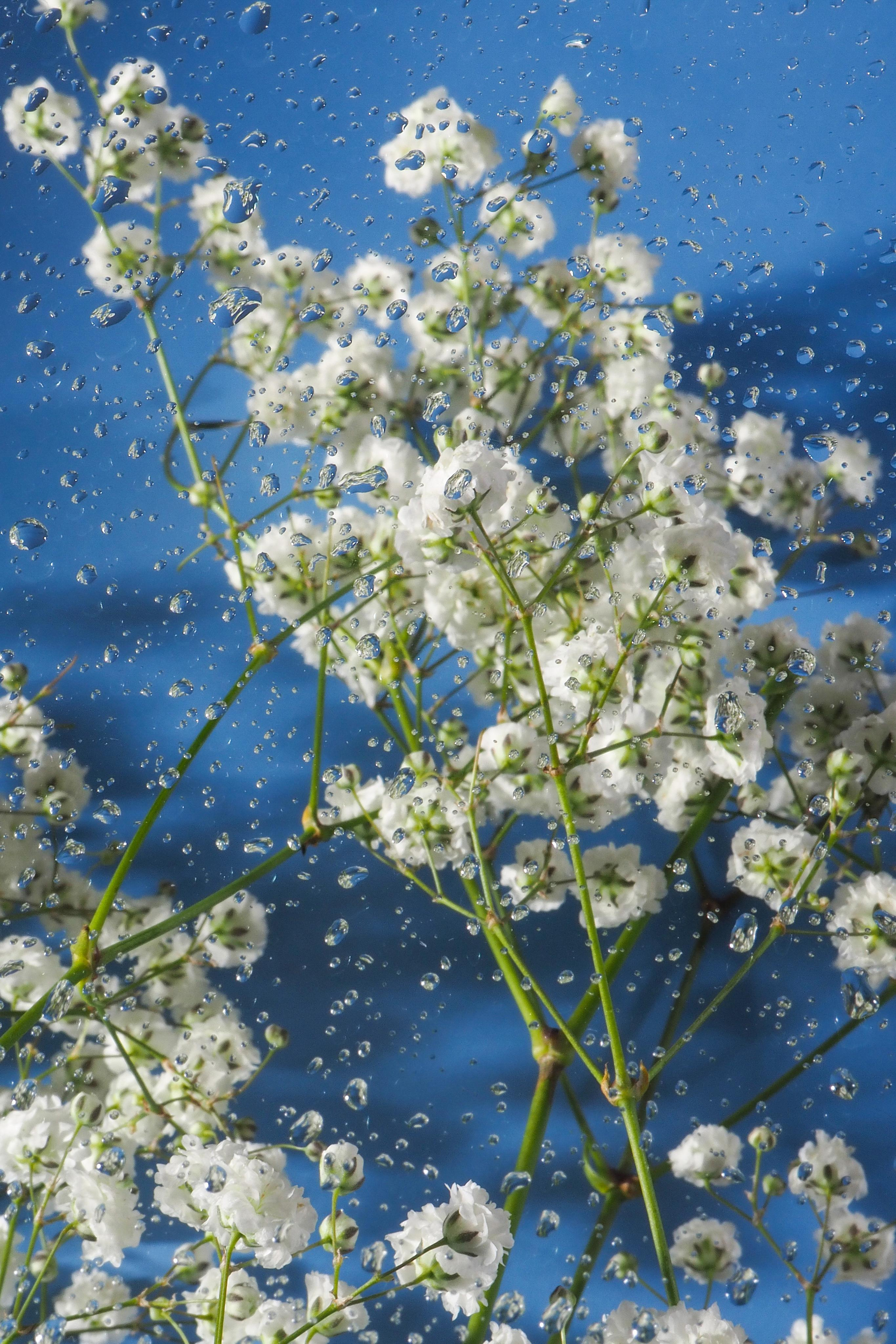 Цветы под дождем. Портретный фотограф в Петербурге Рейн Раше