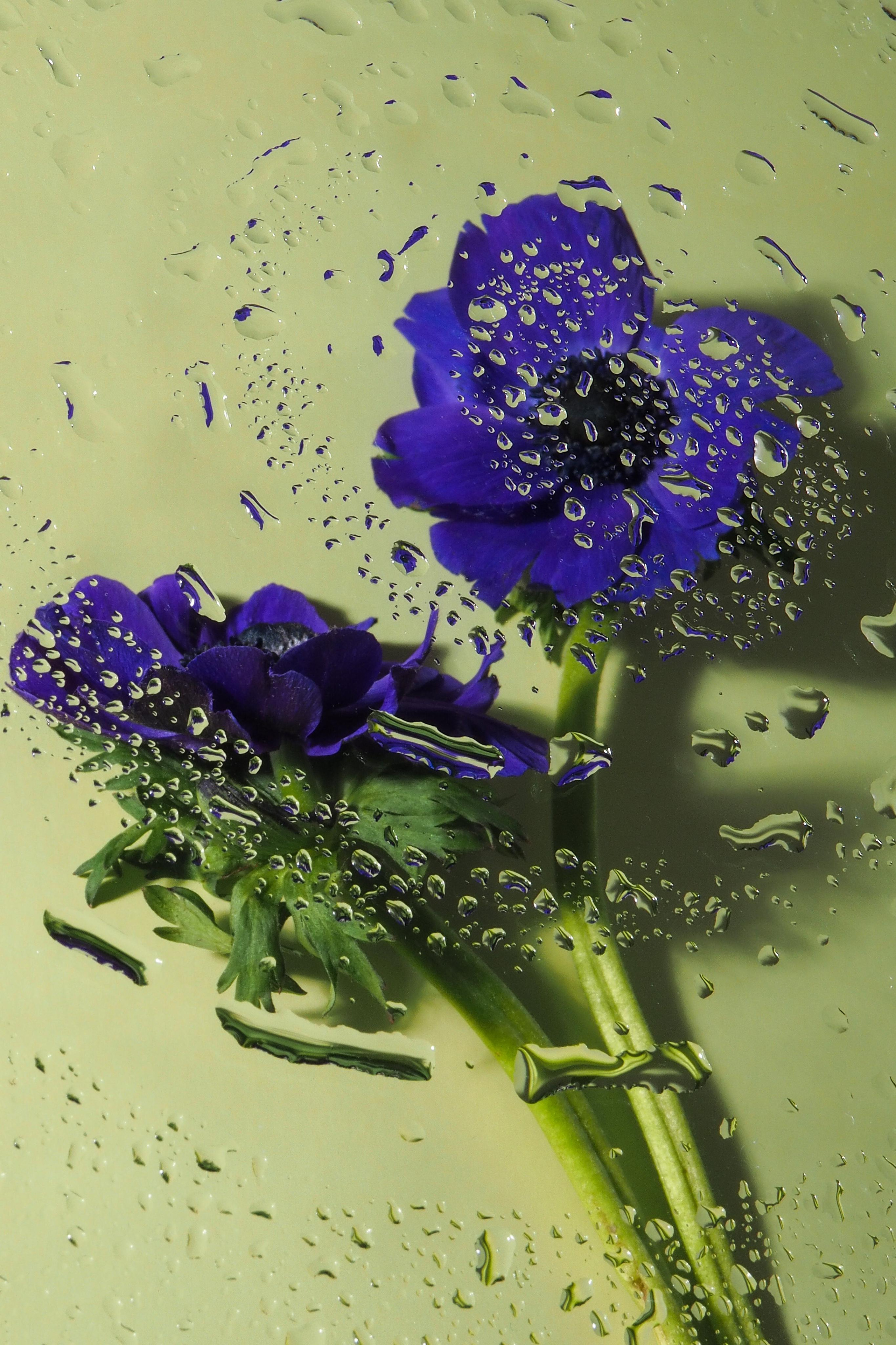 Цветы под дождем. Портретный фотограф в Петербурге Рейн Раше