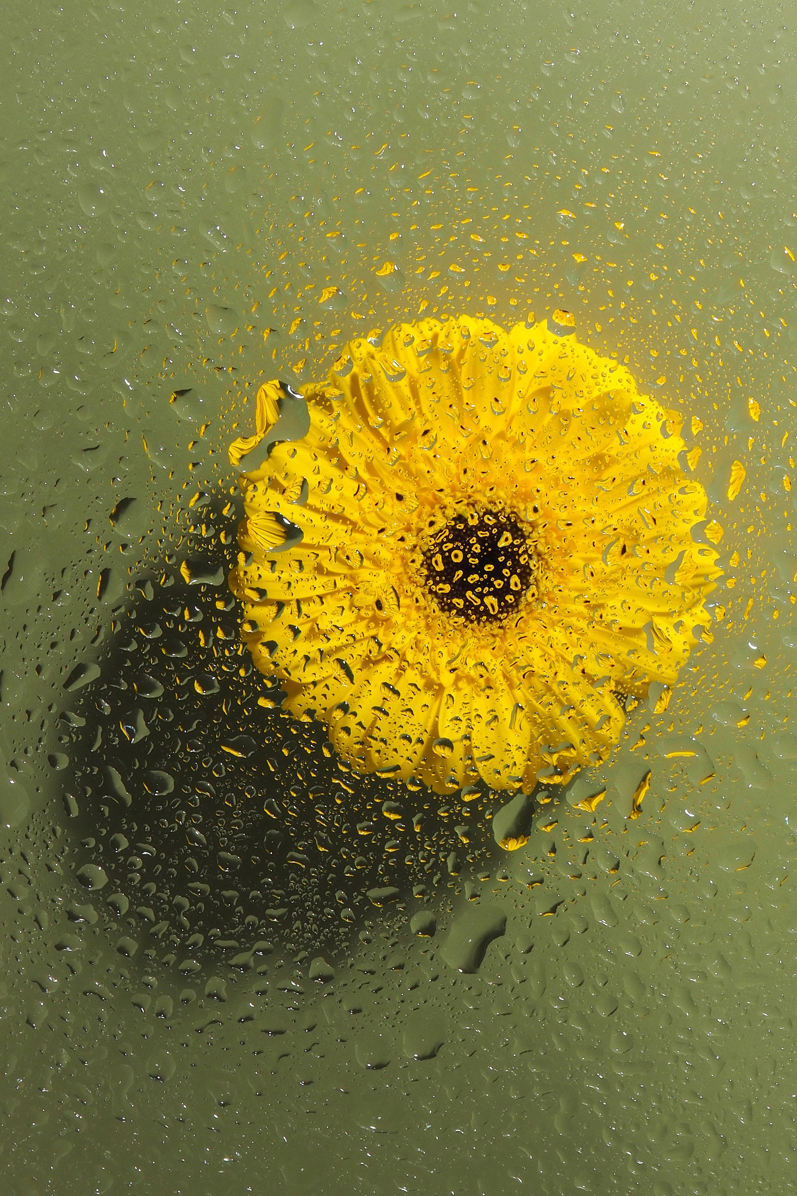 Цветы под дождем. Портретный фотограф в Петербурге Рейн Раше