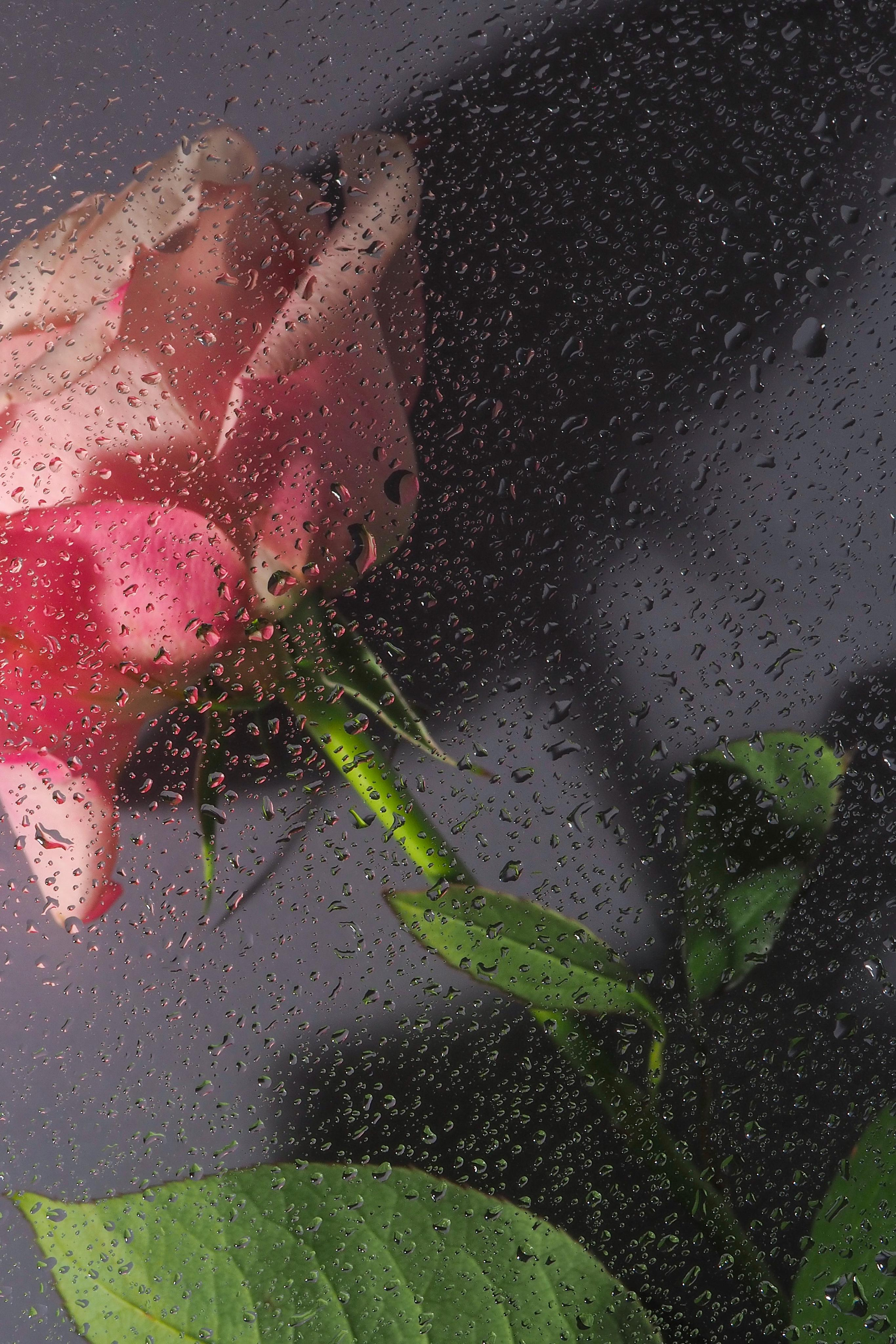 Цветы под дождем. Портретный фотограф в Петербурге Рейн Раше