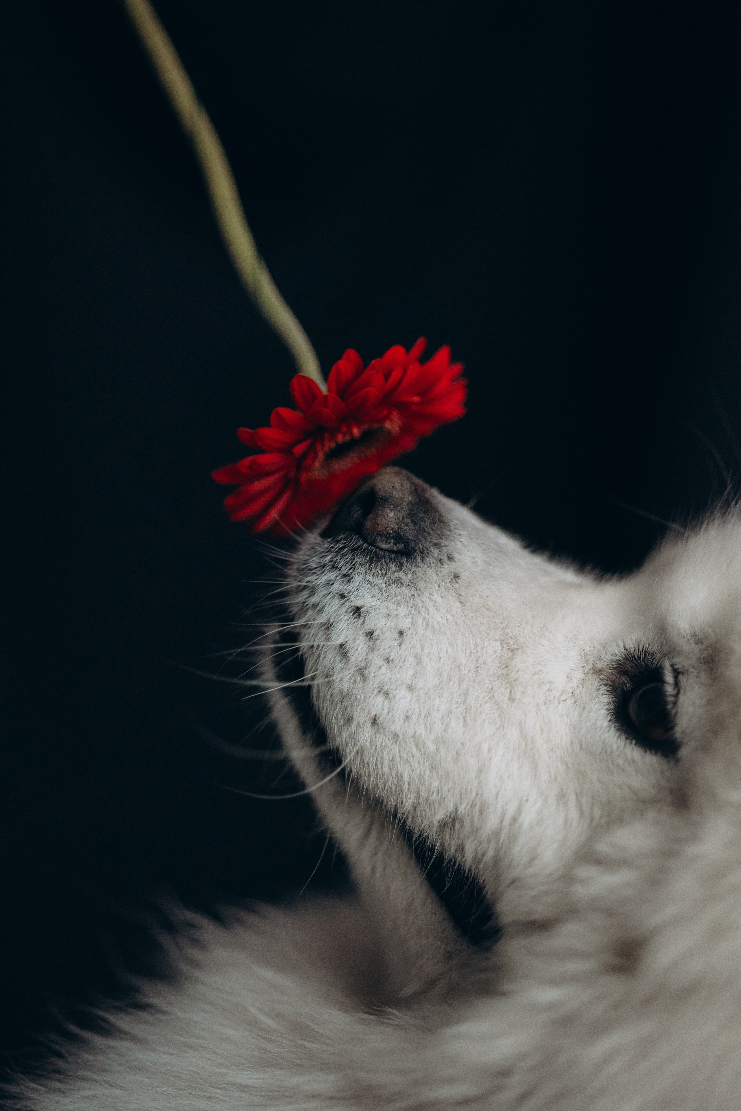 Настя и Кристофер. Фотограф — Анималист | Санкт-Петербург