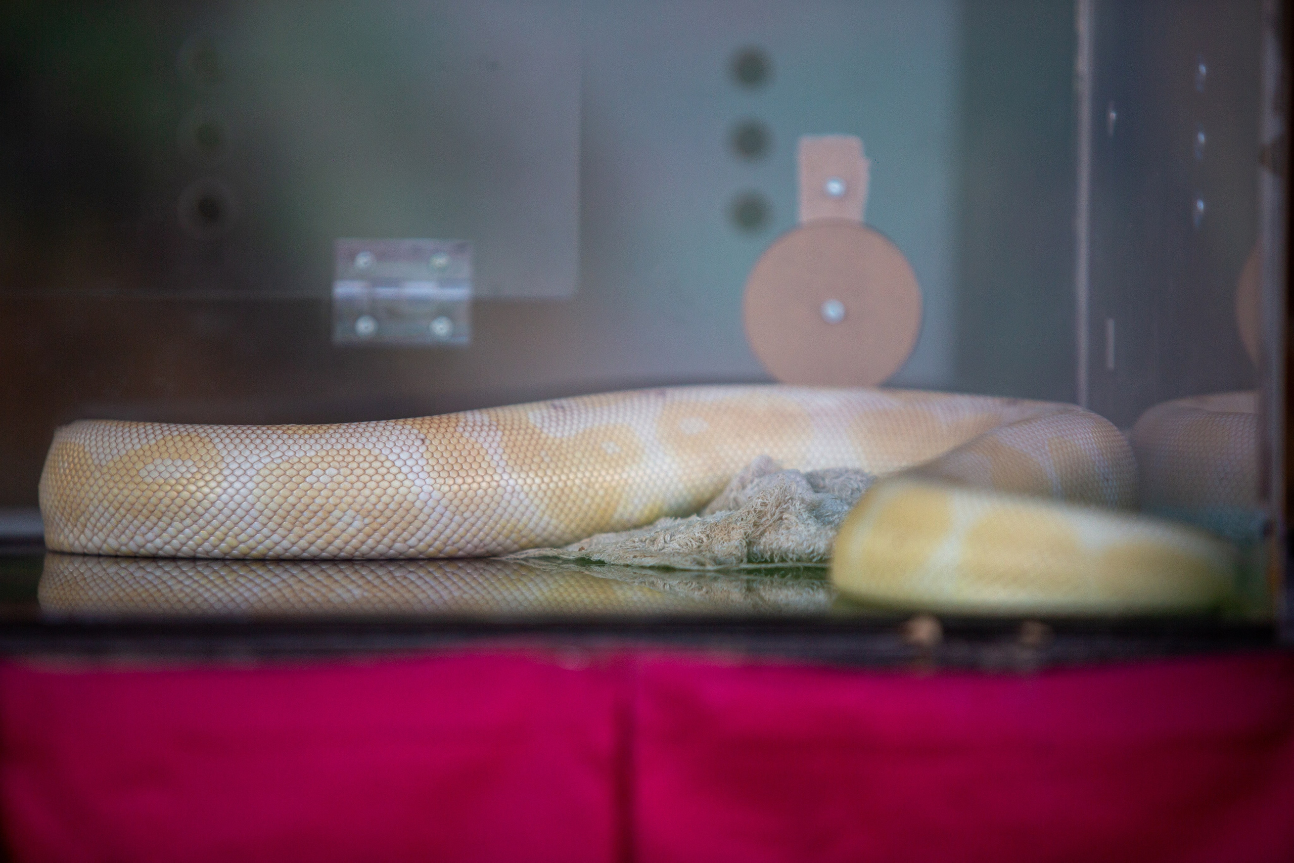 Samut Prakan Crocodile Farm & Zoo. Photographer Sonkina Tatiana (Tanya Ash)