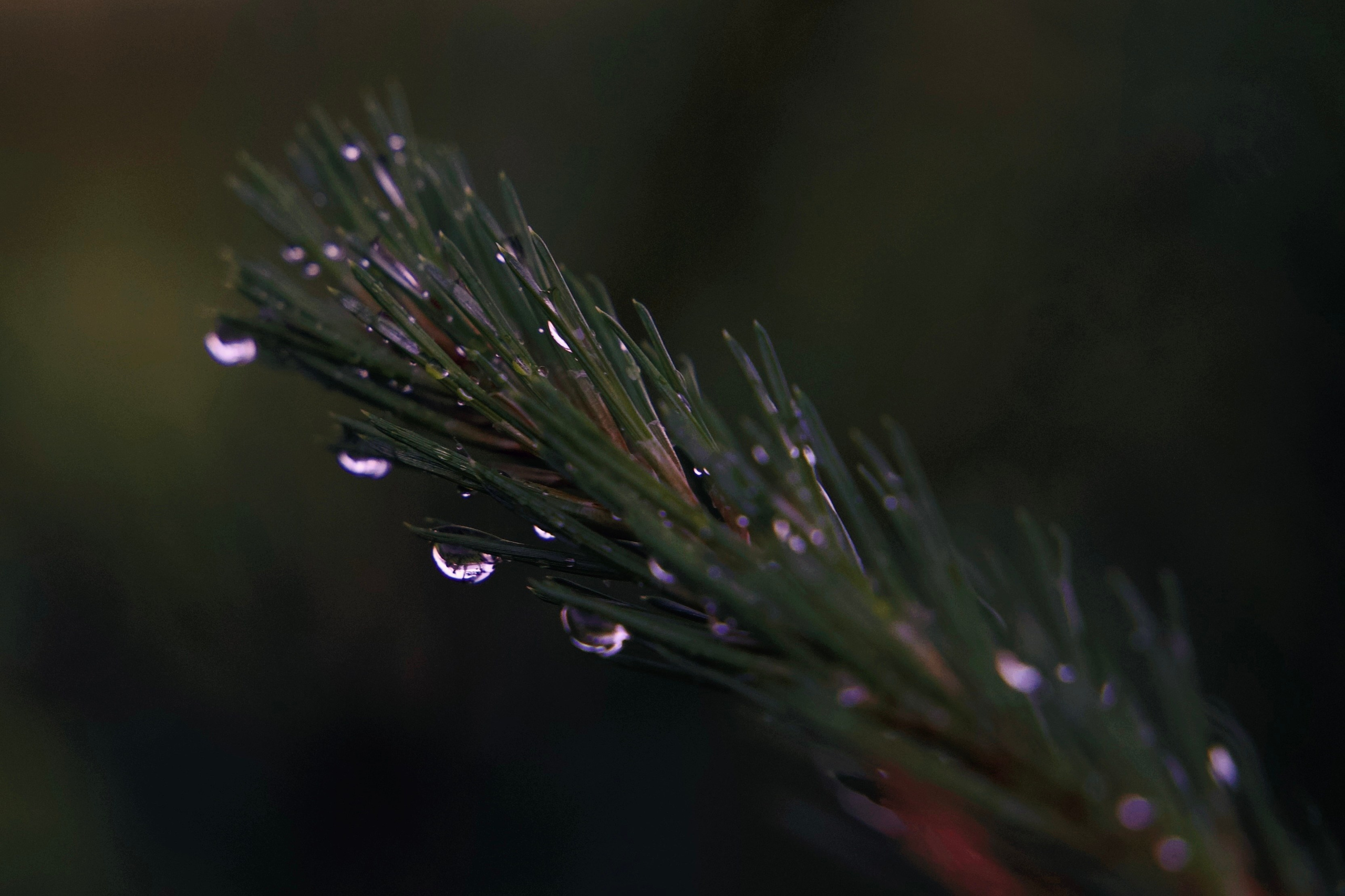 ПРИРОДА. Разноплановый фотограф из Москвы/Твери