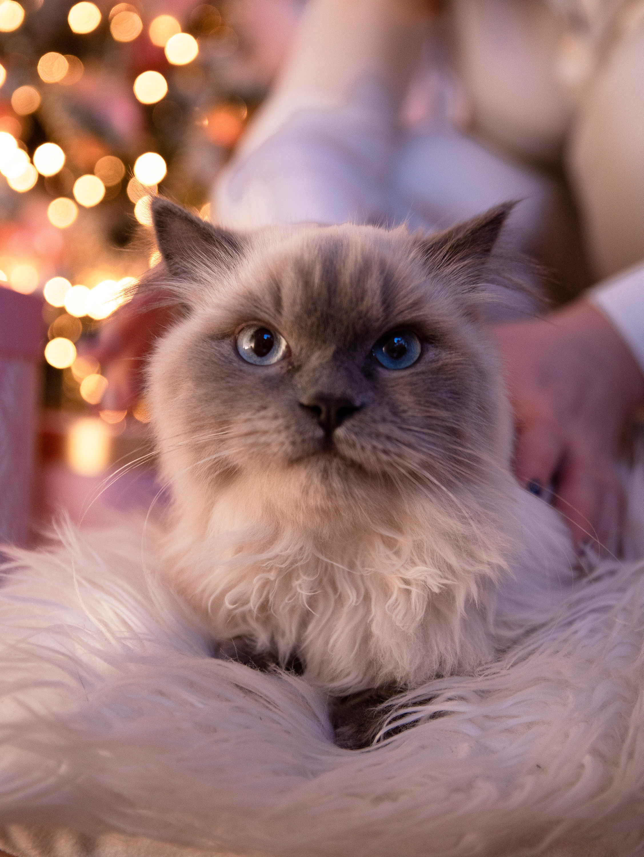 Алена и Саша в студии Skypoint. Фотограф в СПб и ЛО Татьяна Кучерова